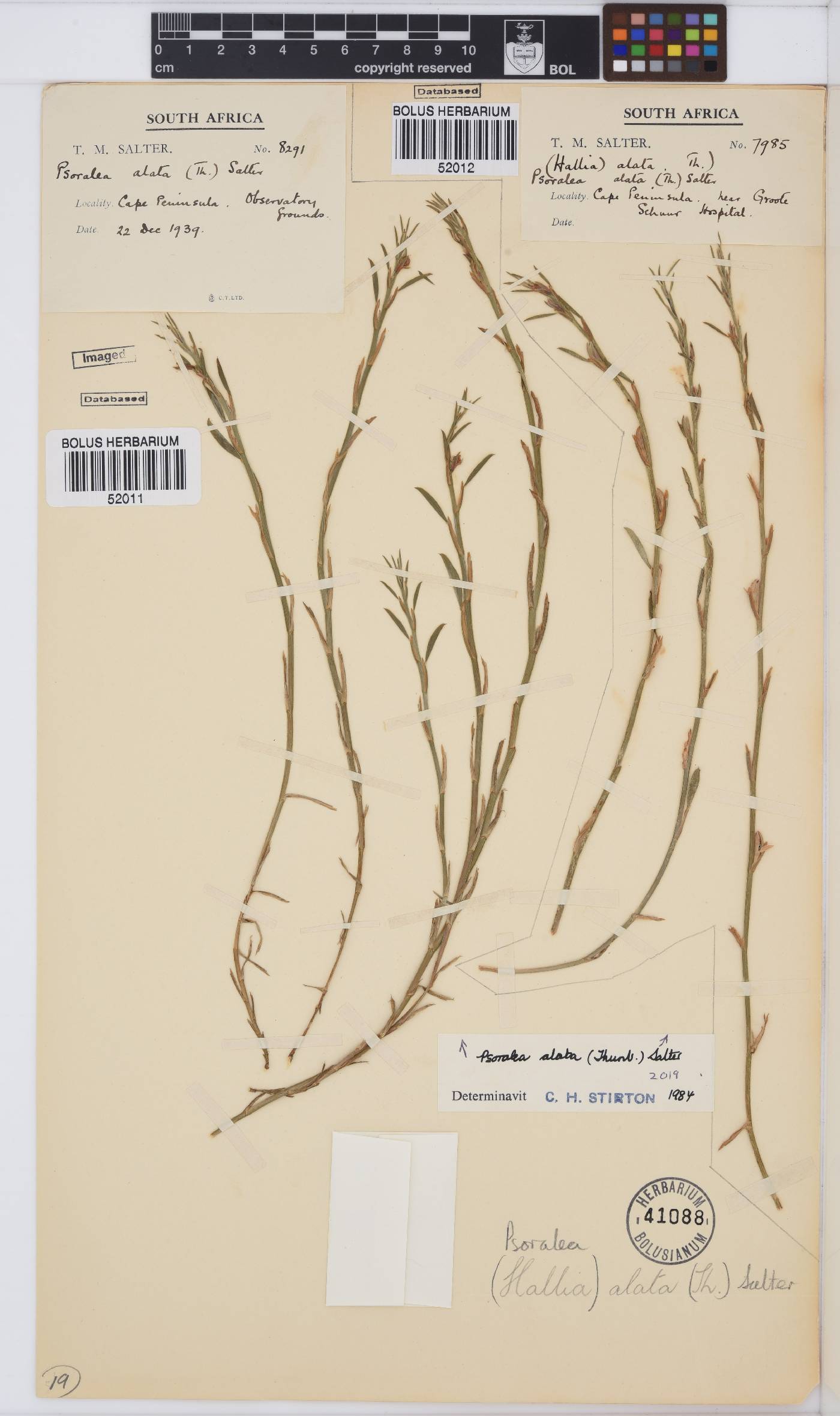 Psoralea alata image