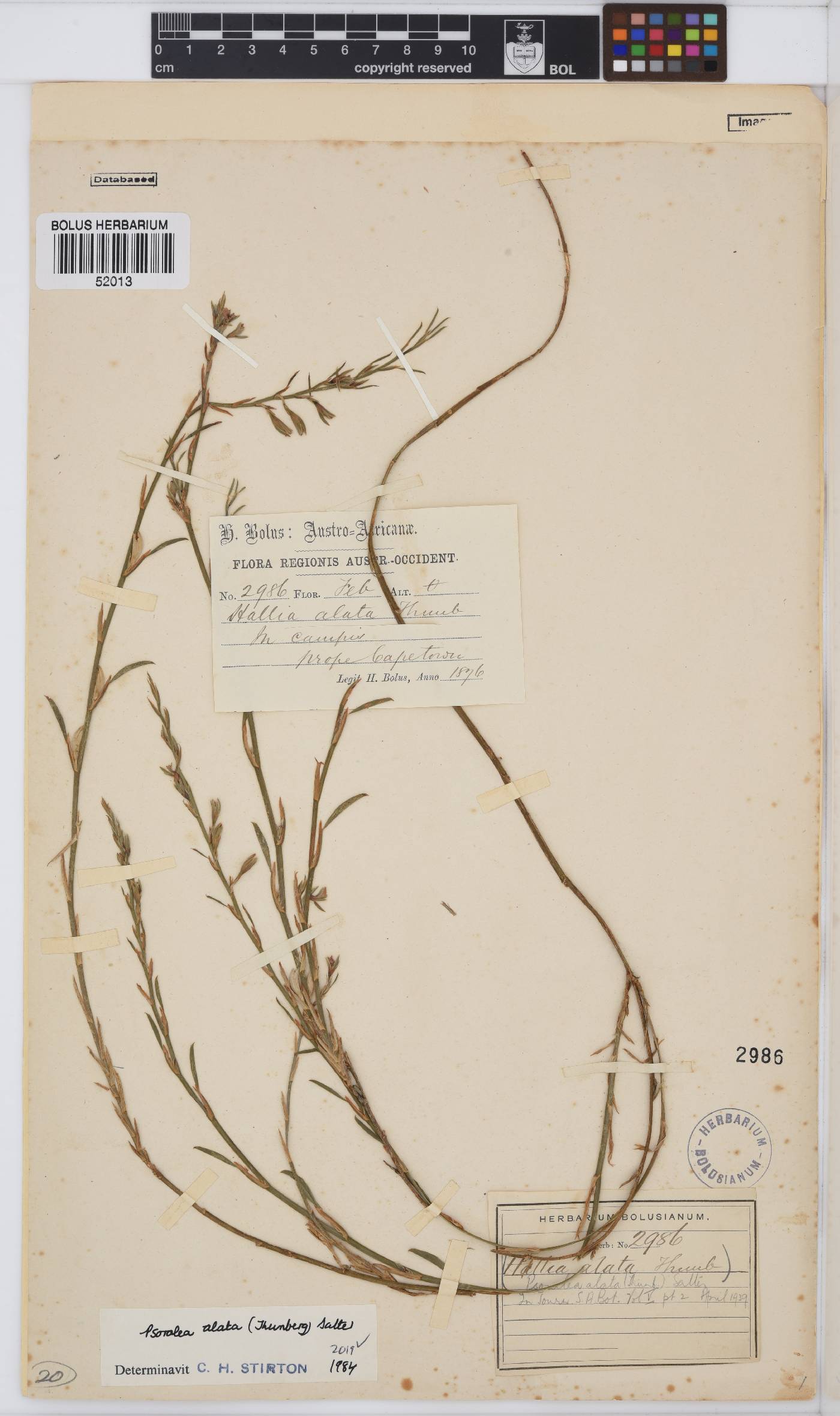 Psoralea alata image