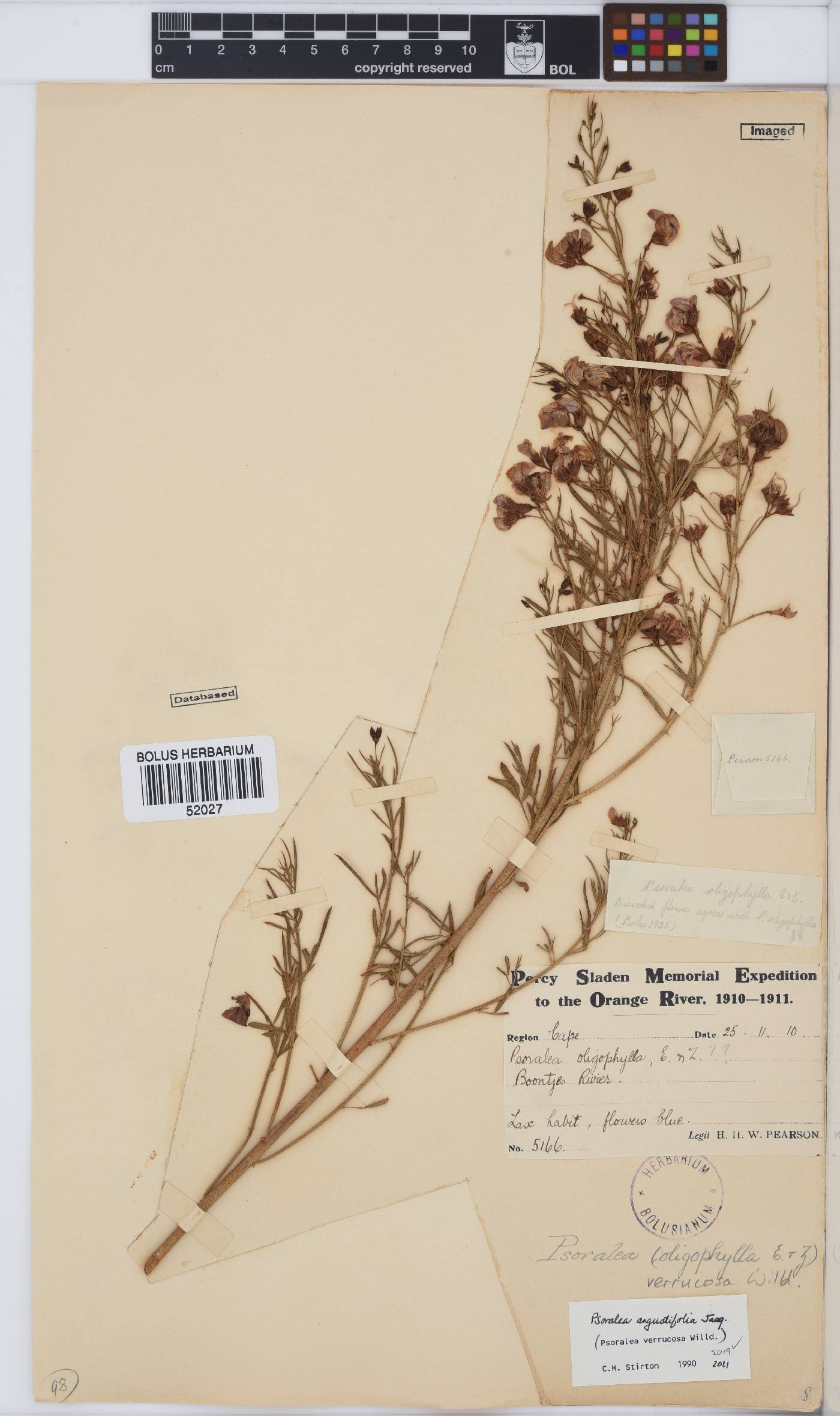 Psoralea angustifolia image