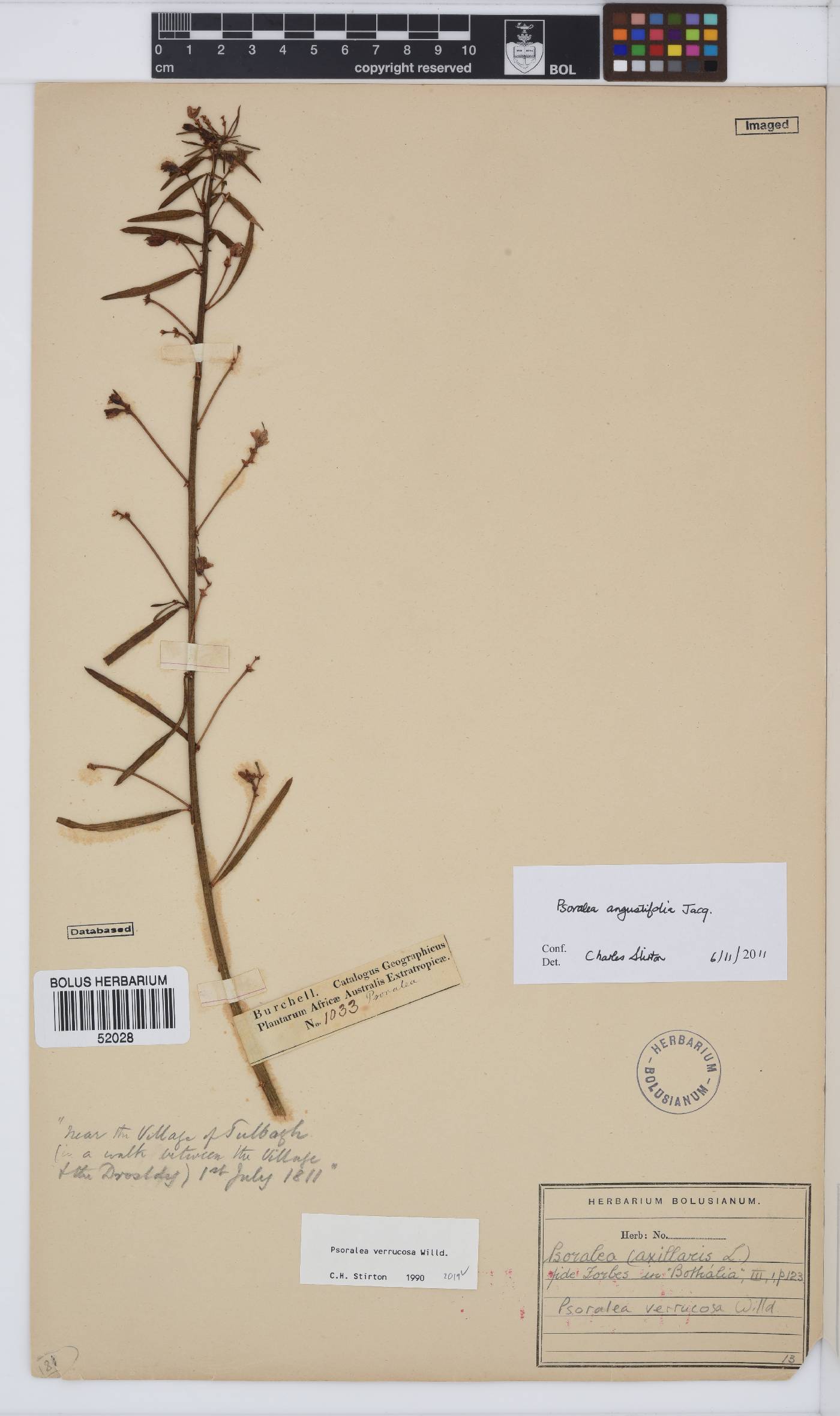 Psoralea angustifolia image