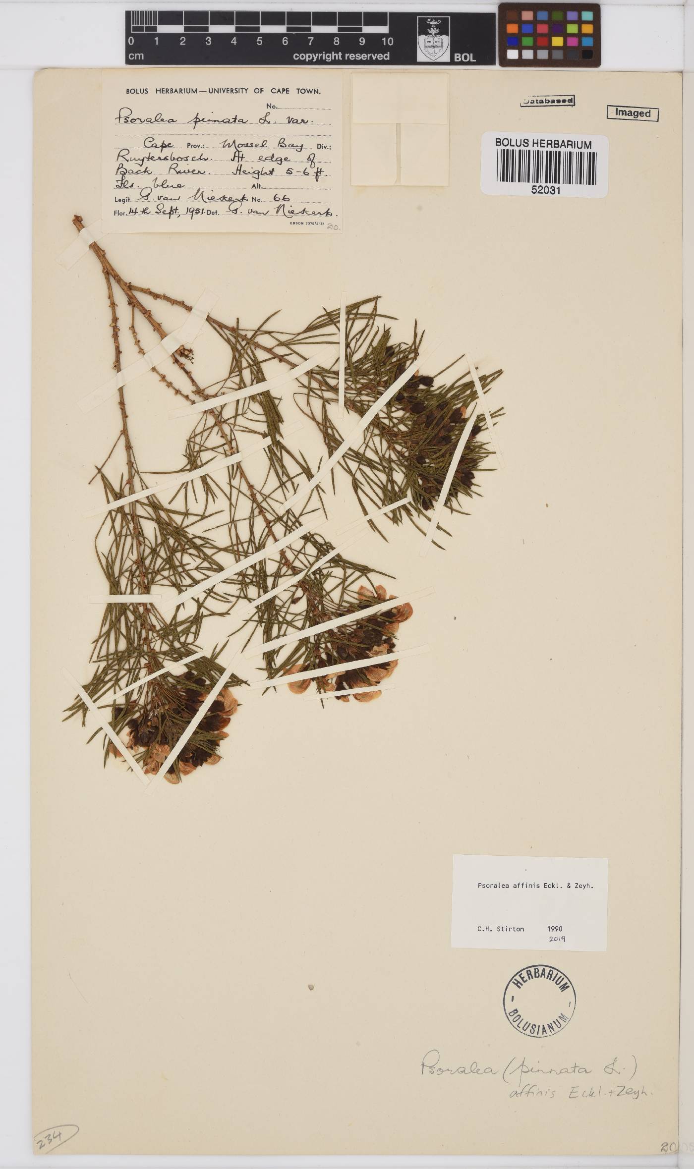 Psoralea arborea image