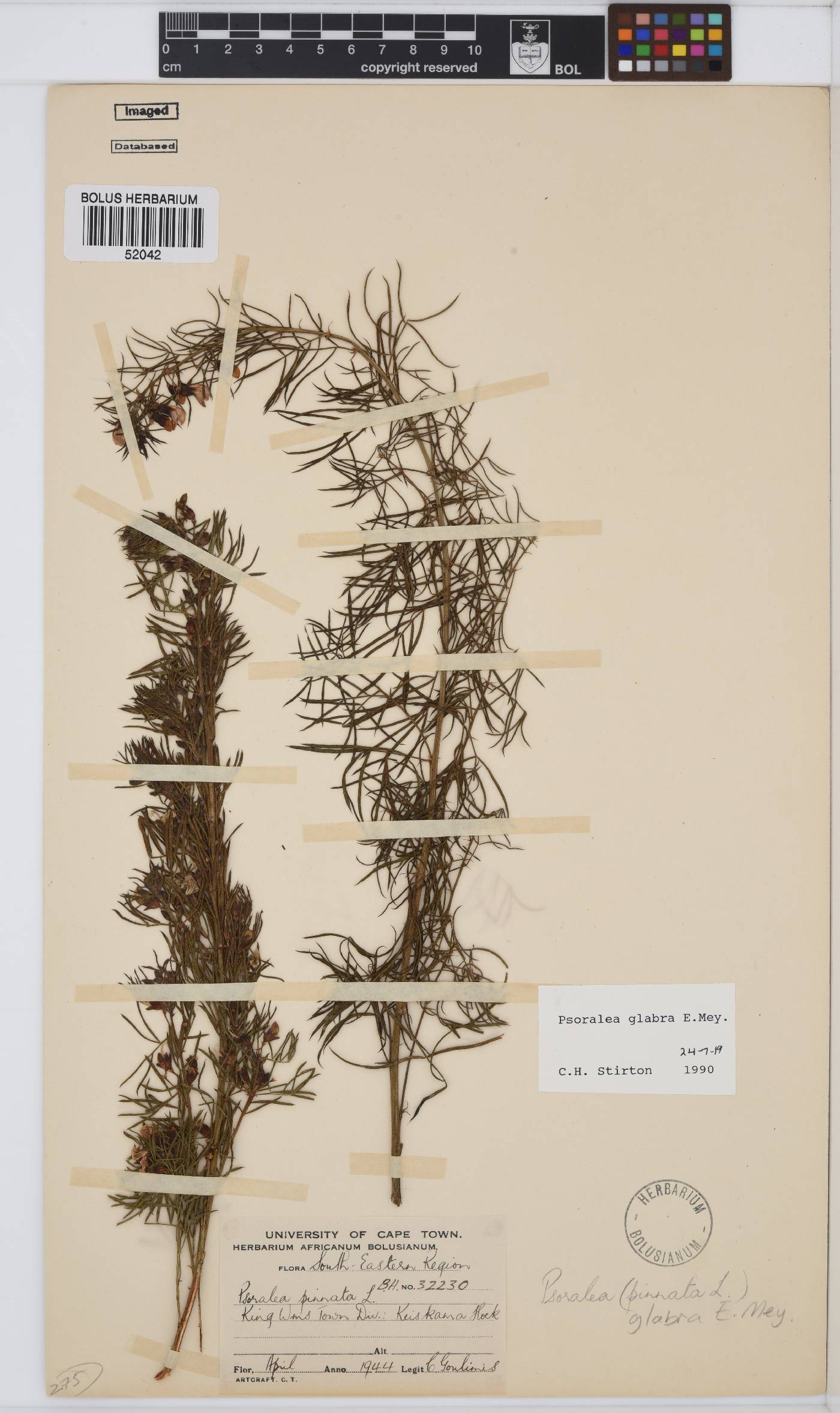 Psoralea glabra image