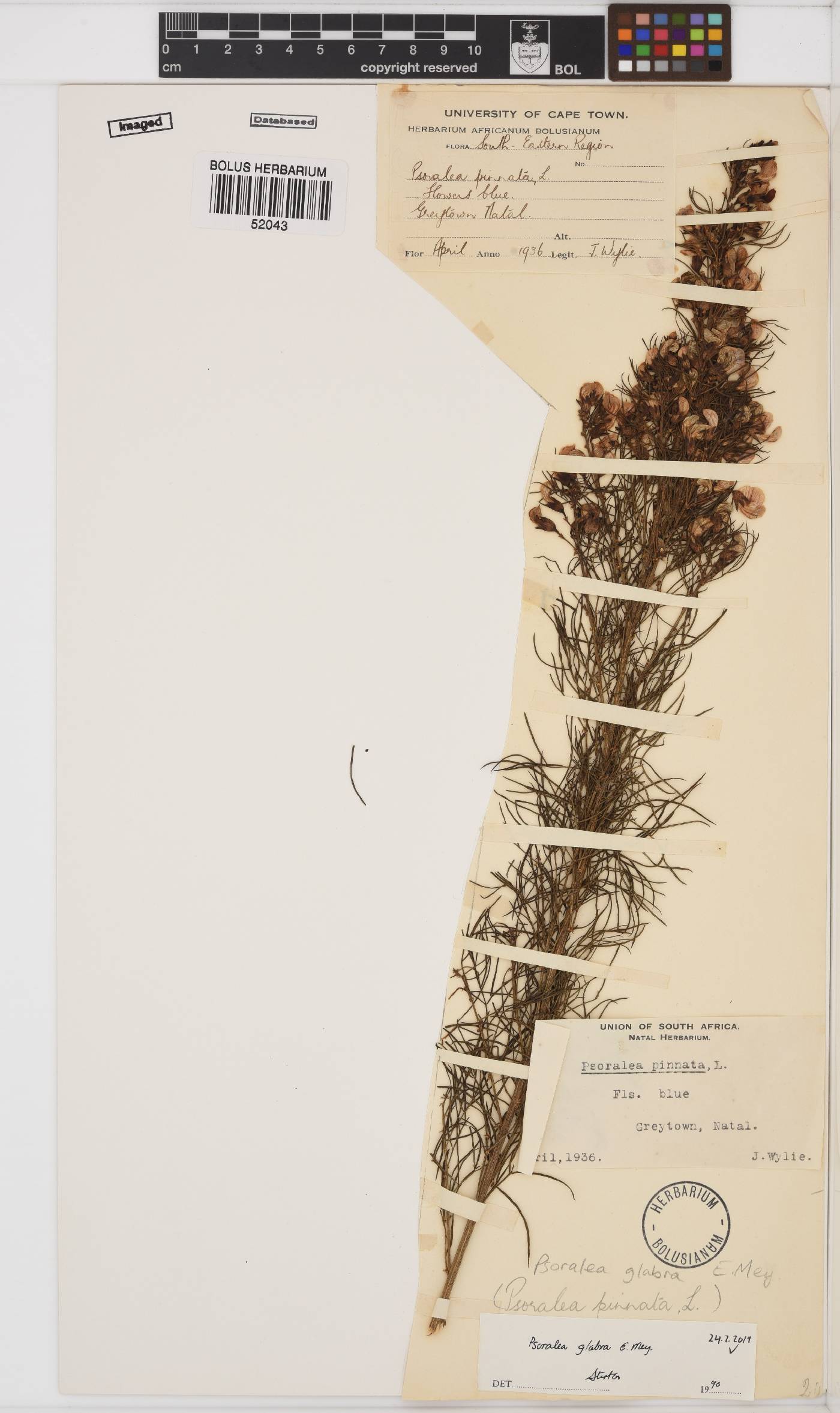 Psoralea glabra image