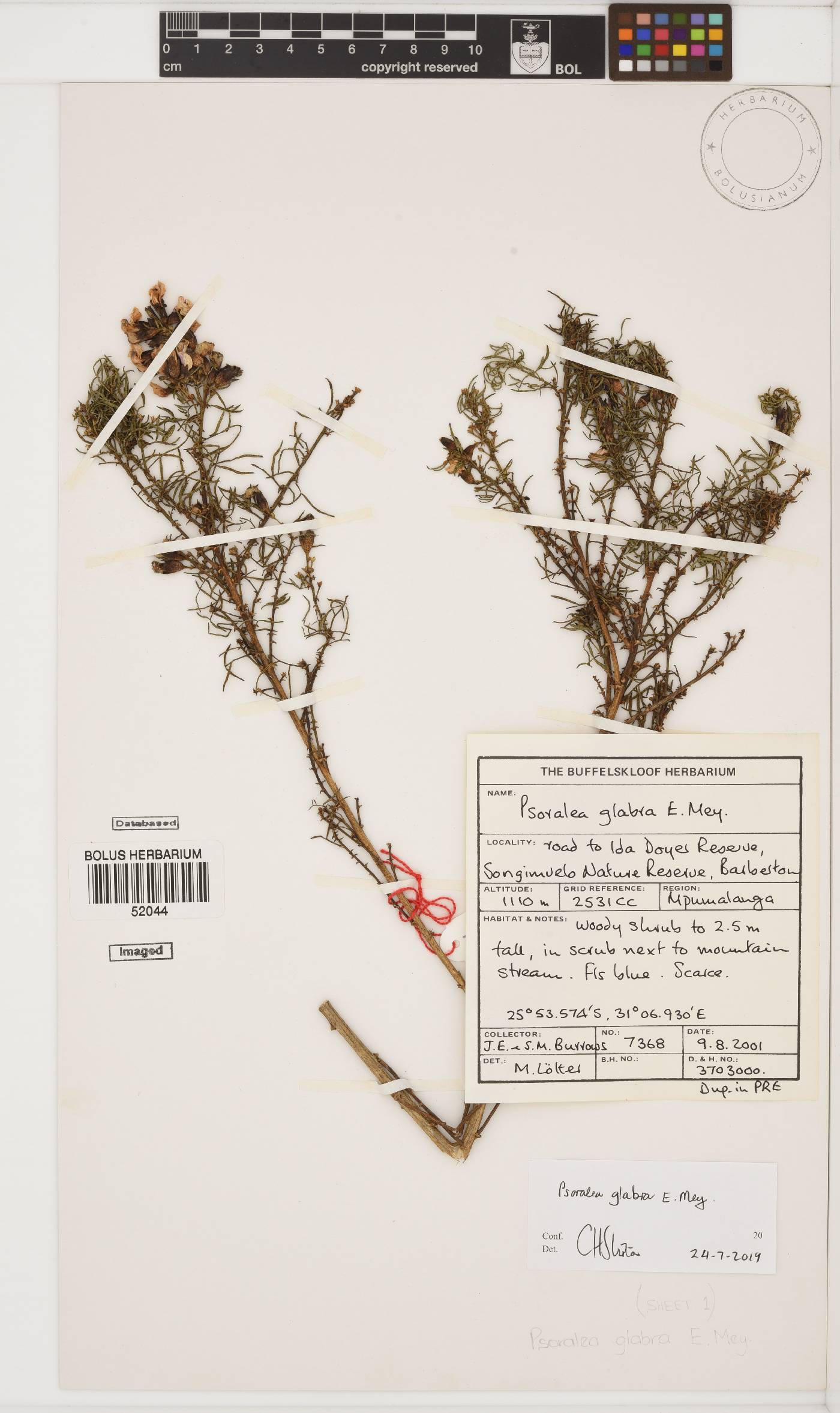 Psoralea image