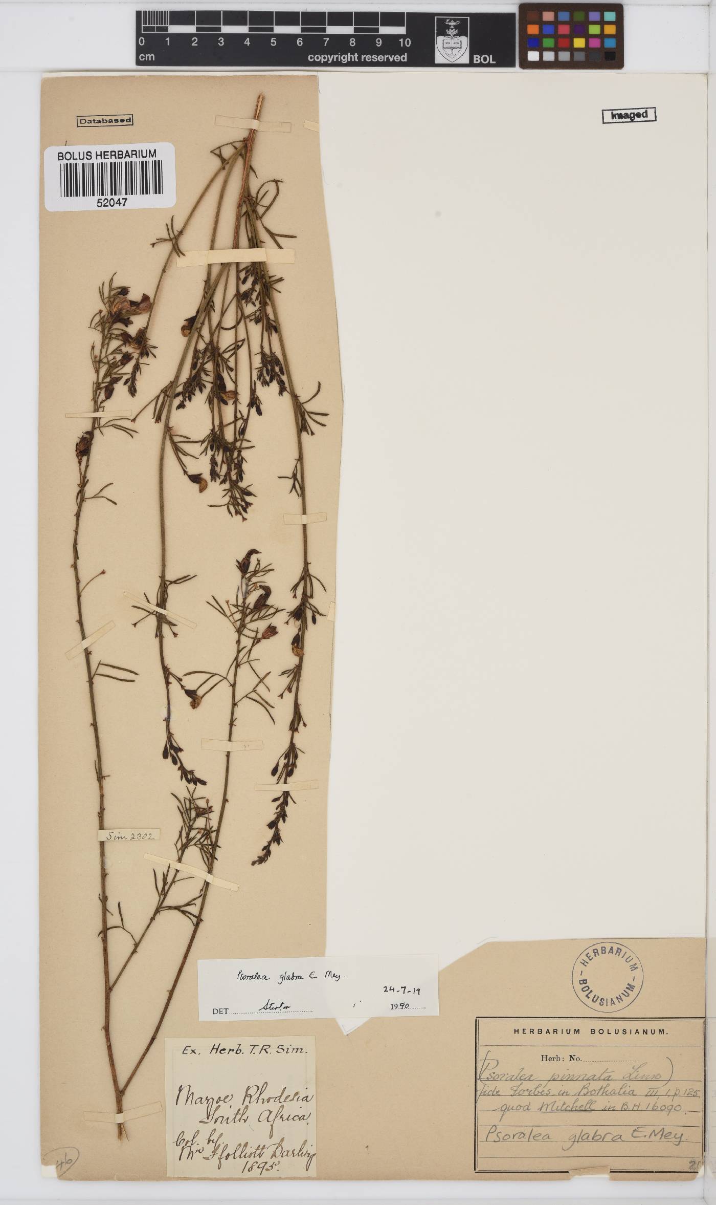 Psoralea glabra image