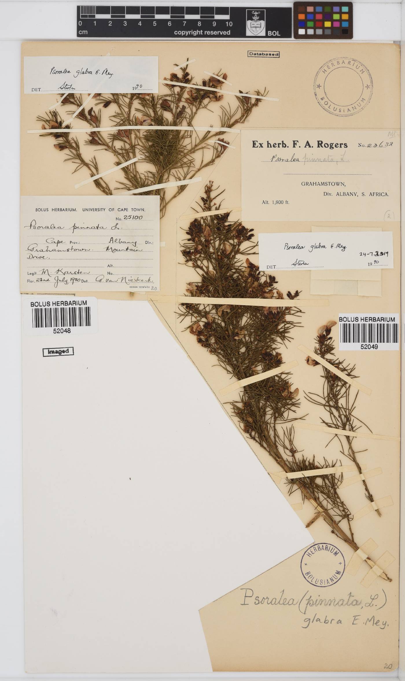 Psoralea glabra image