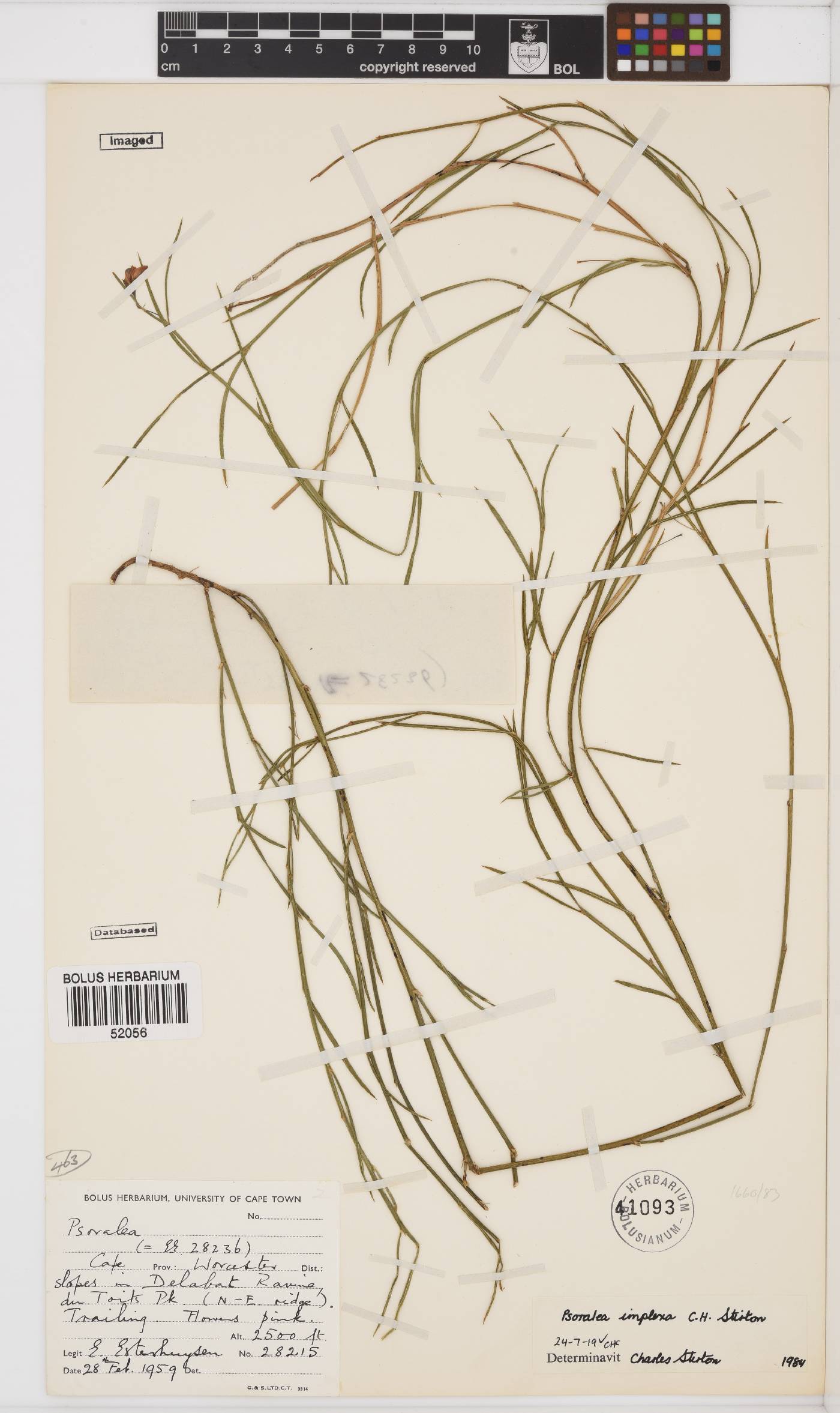 Psoralea implexa image