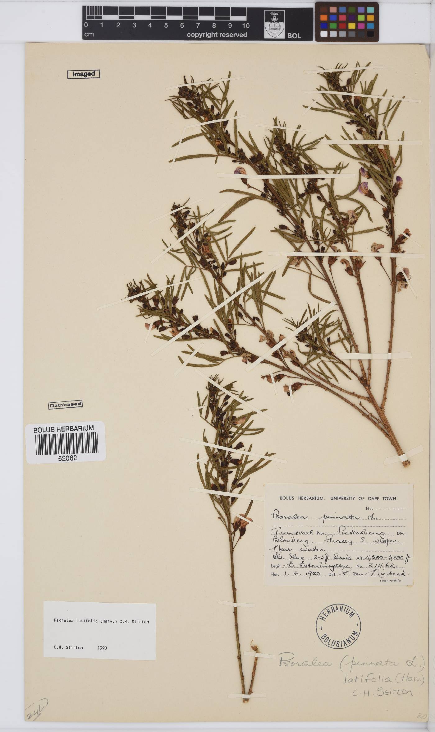 Psoralea latifolia image