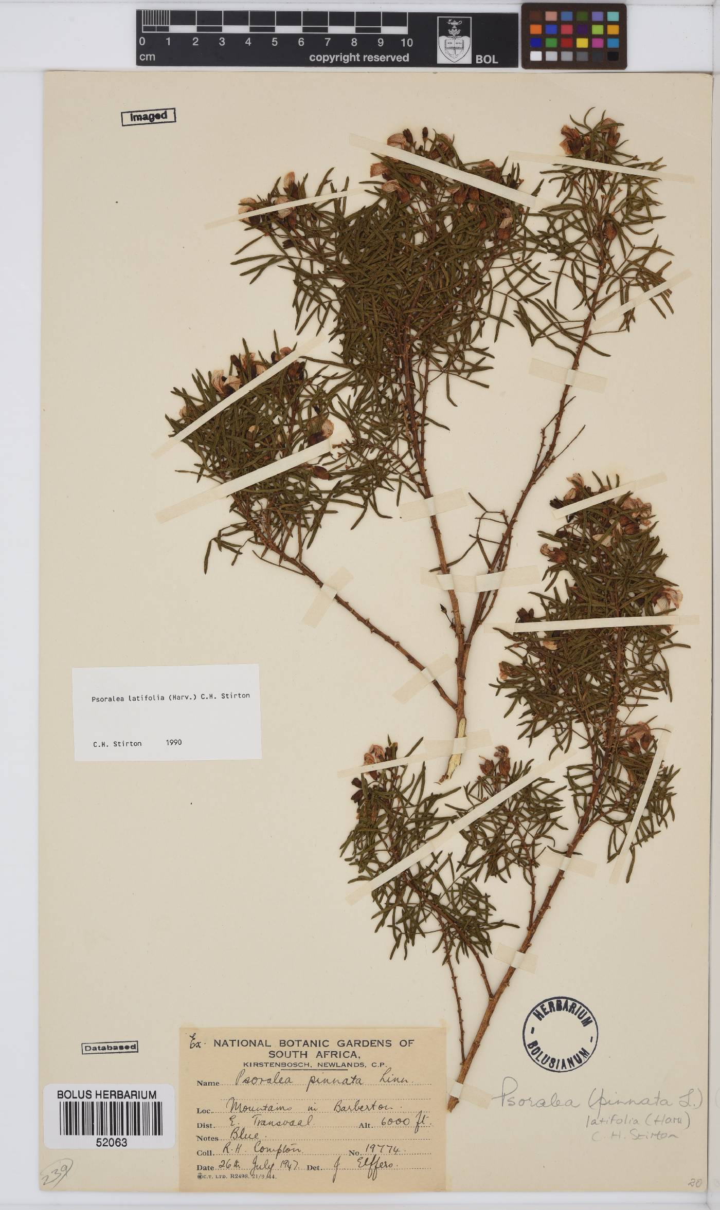 Psoralea latifolia image