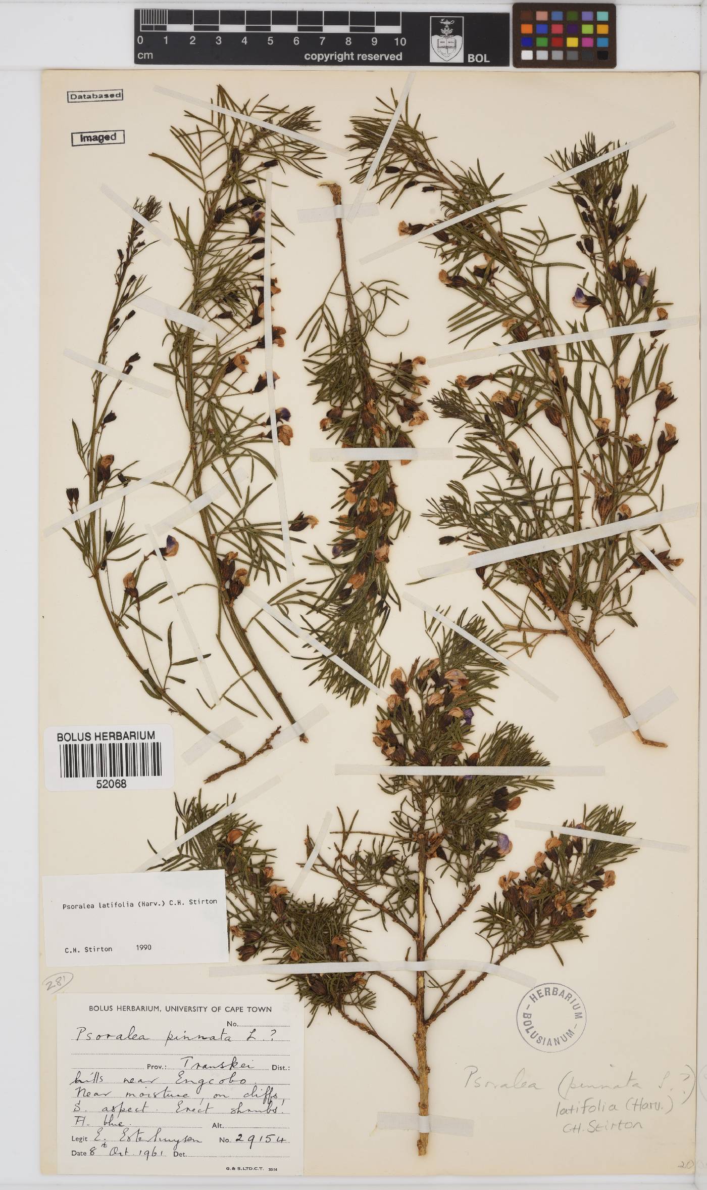 Psoralea latifolia image