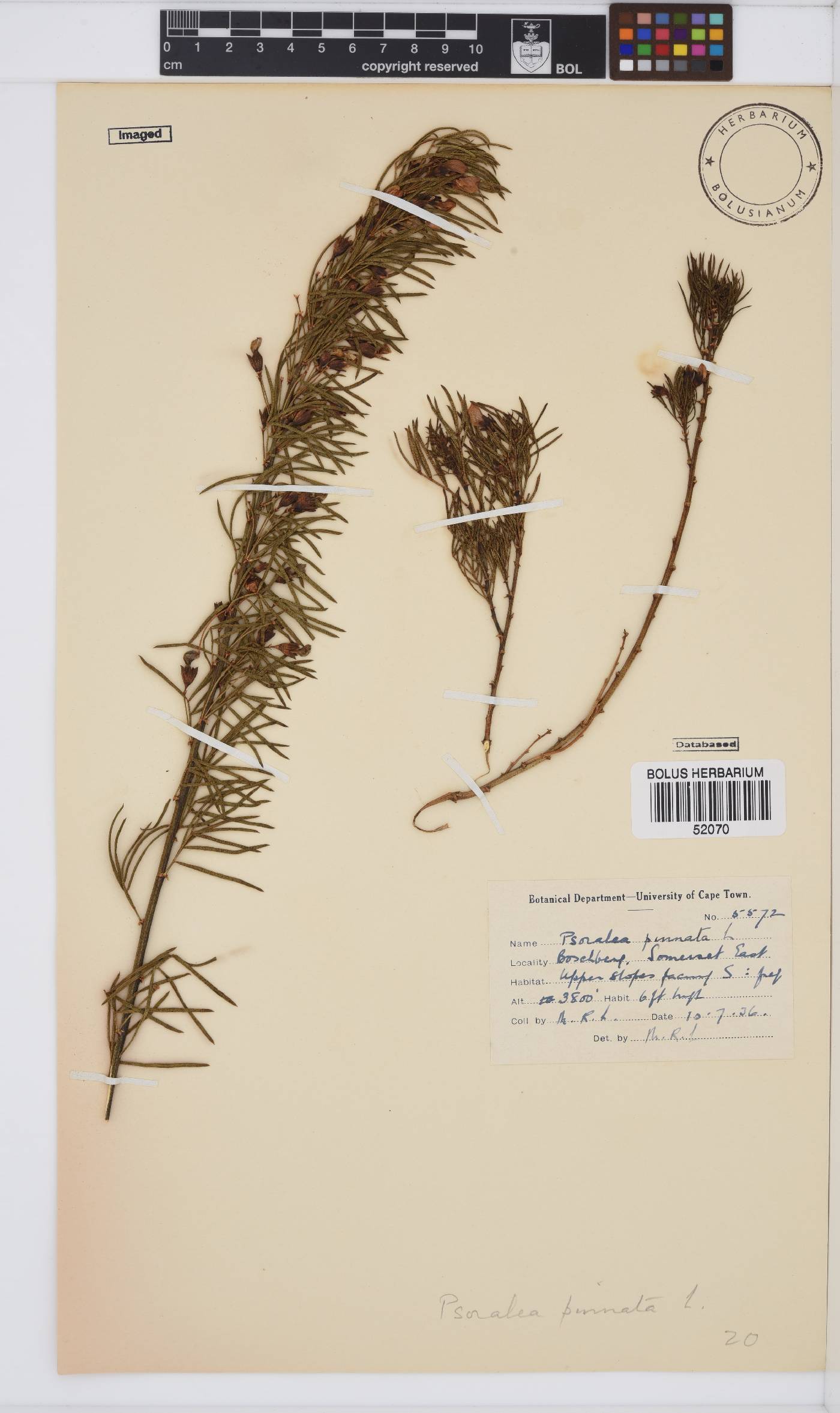 Psoralea latifolia image