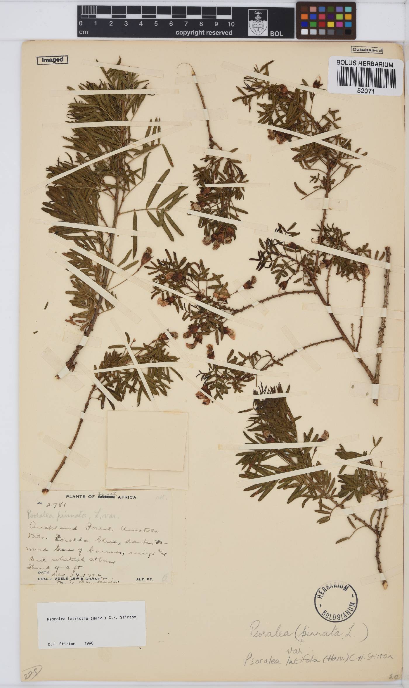 Psoralea latifolia image