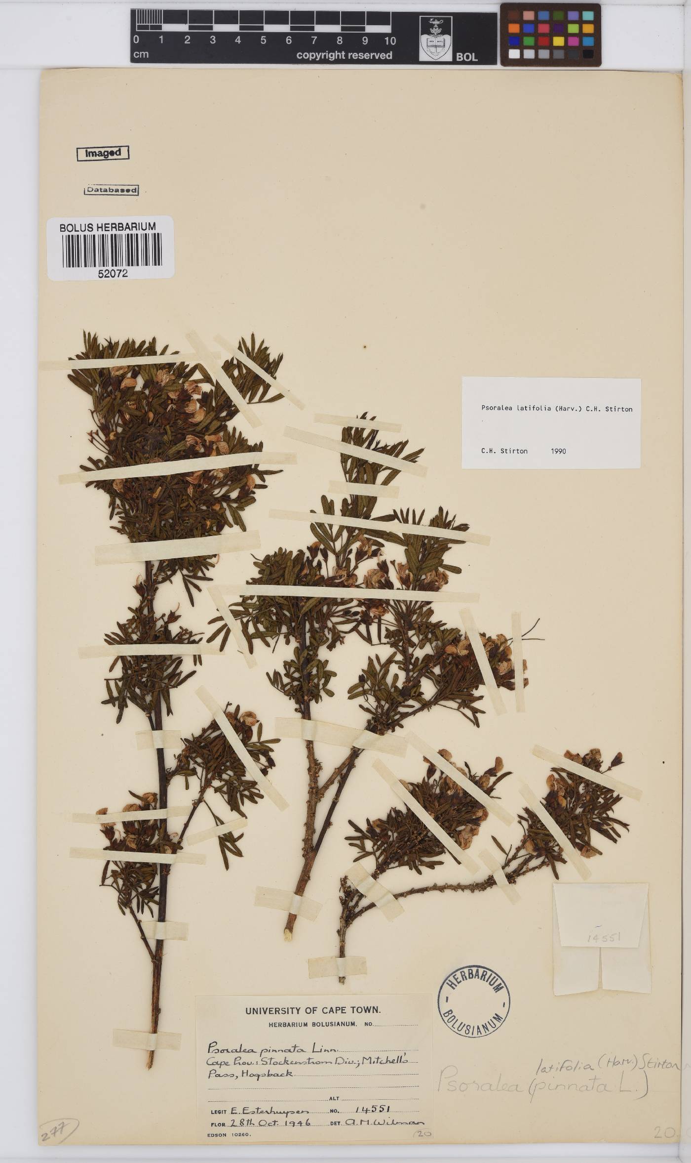 Psoralea latifolia image