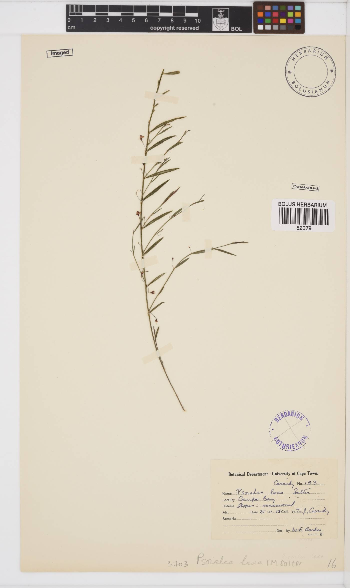 Psoralea laxa image