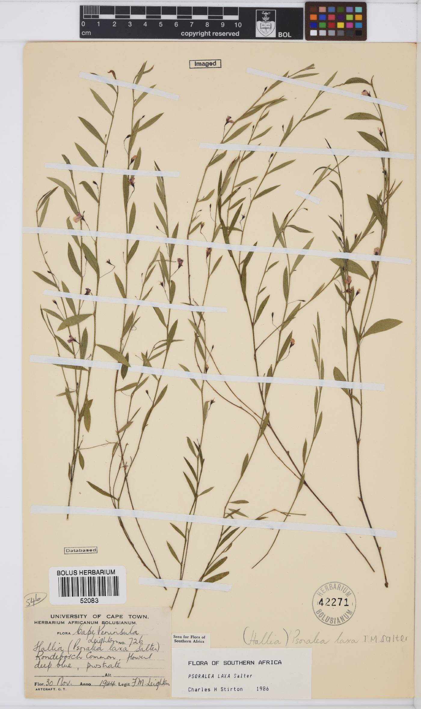 Psoralea laxa image