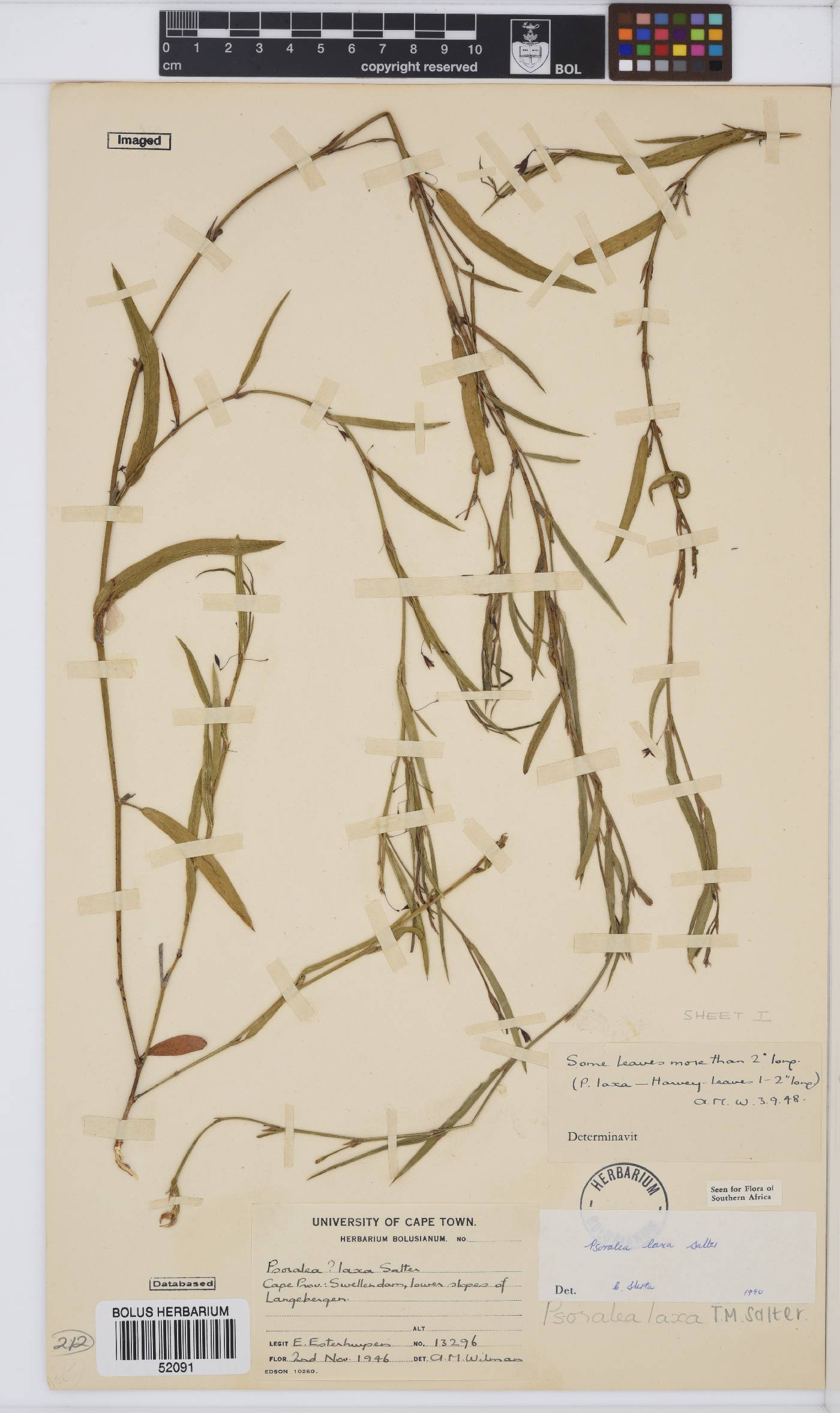 Psoralea laxa image