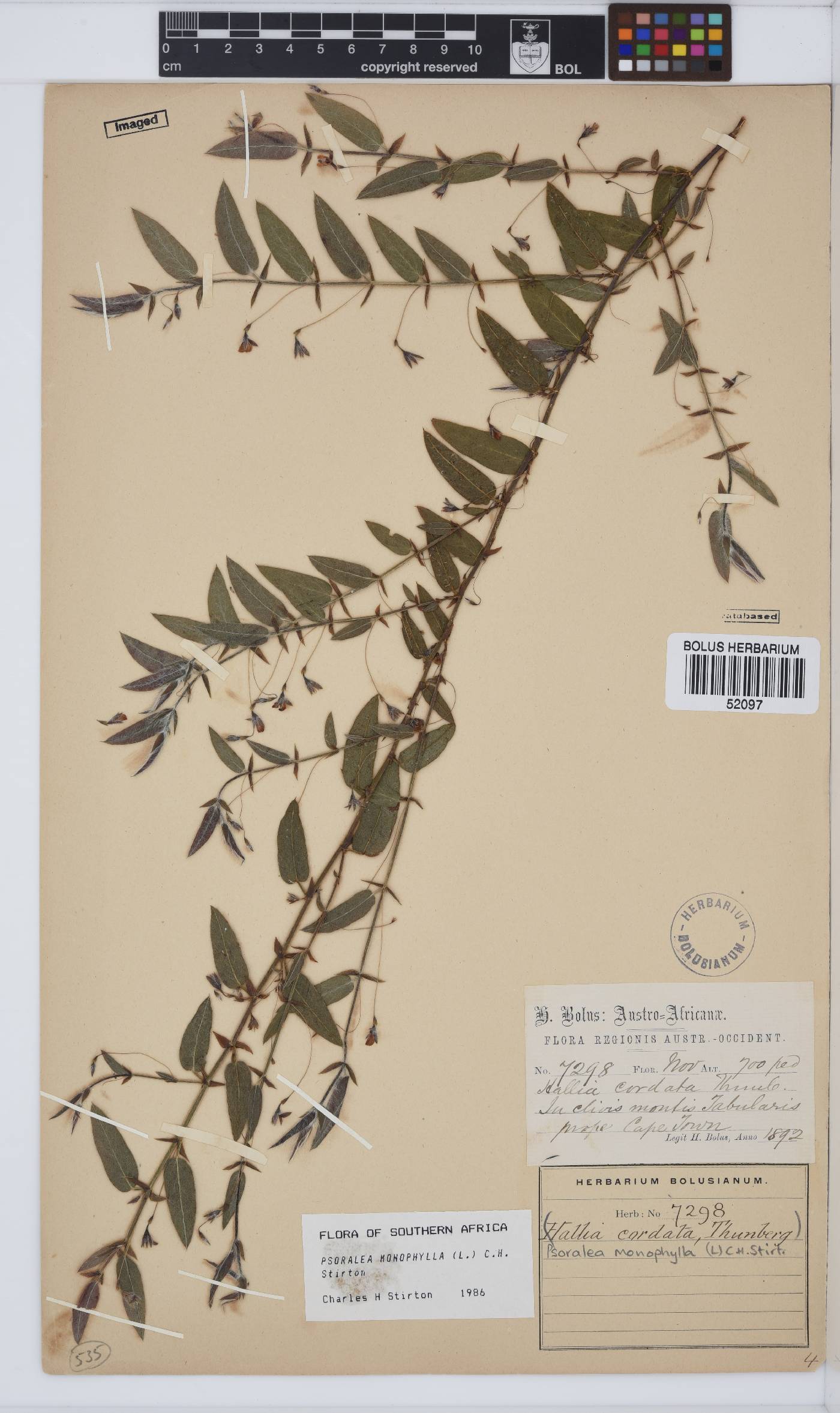 Psoralea monophylla image