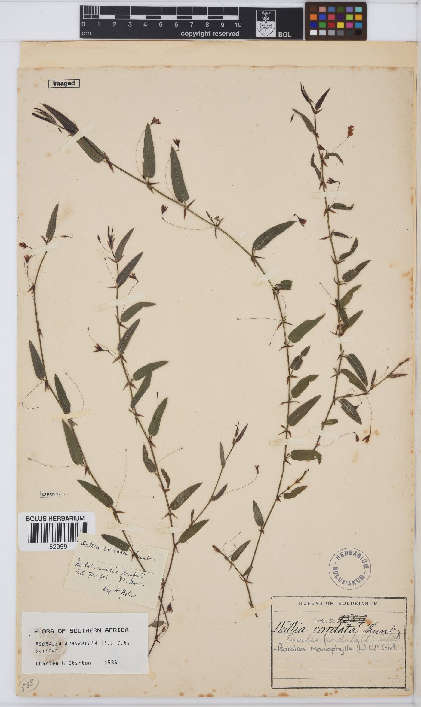 Psoralea monophylla image