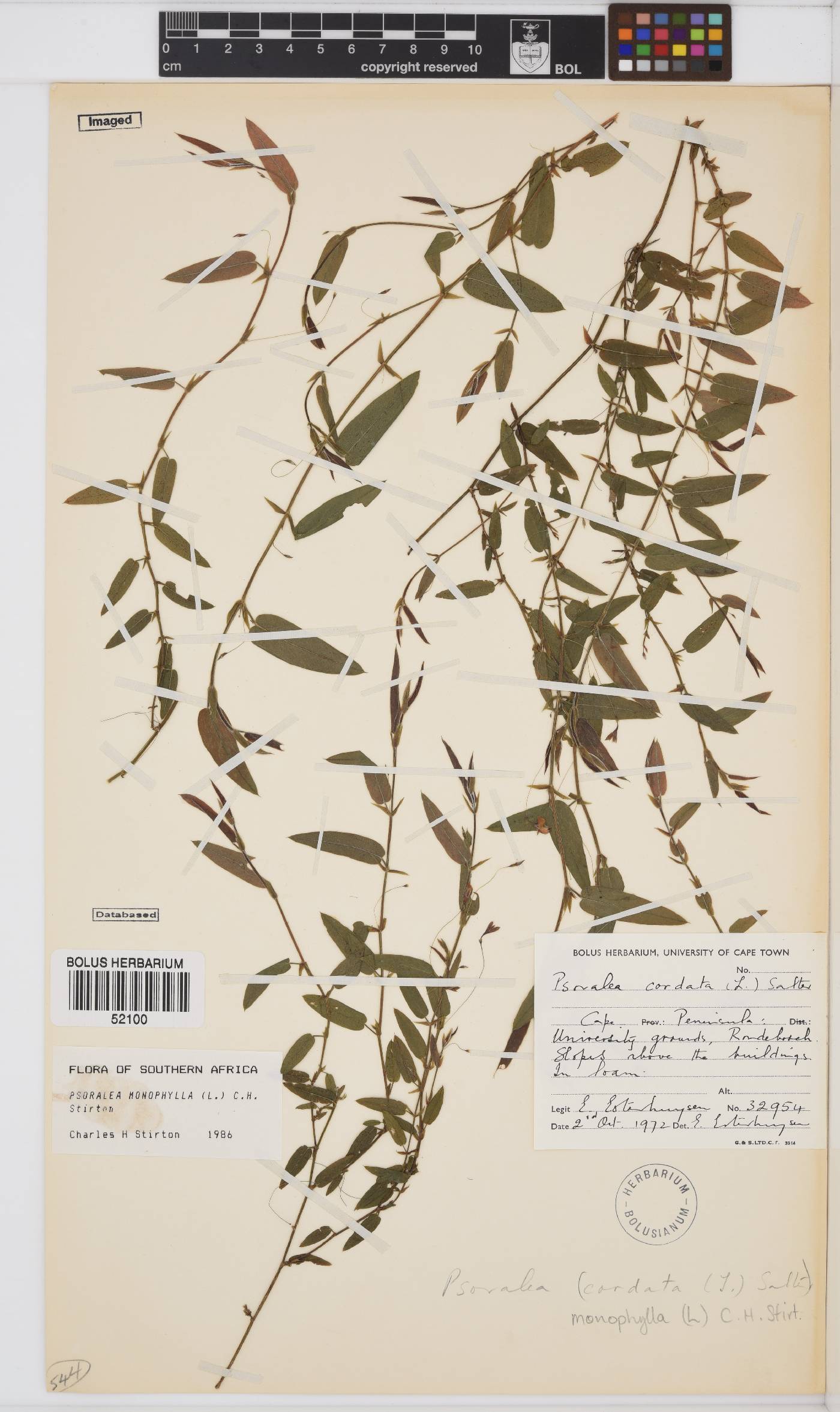 Psoralea monophylla image