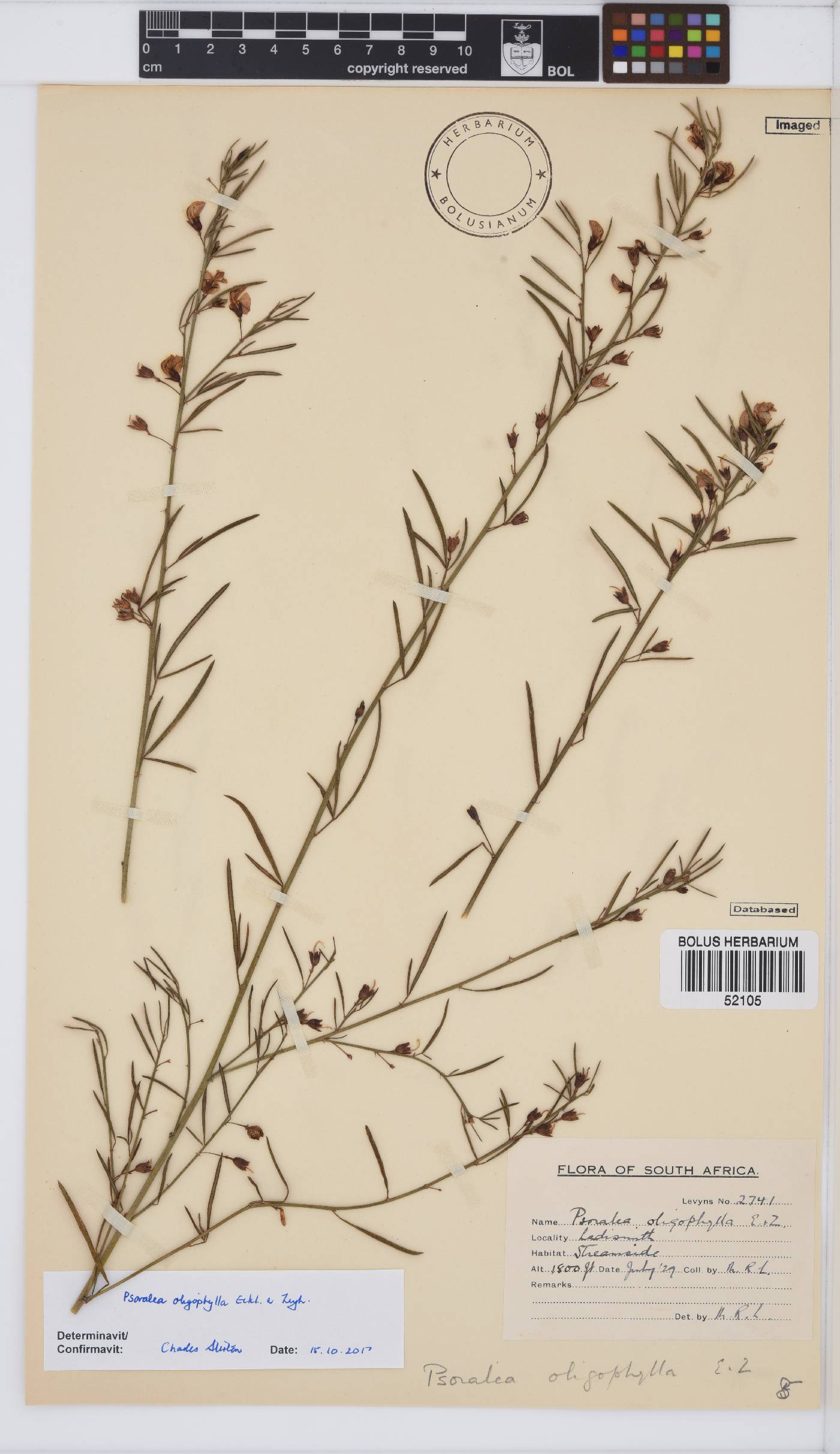 Psoralea oligophylla image