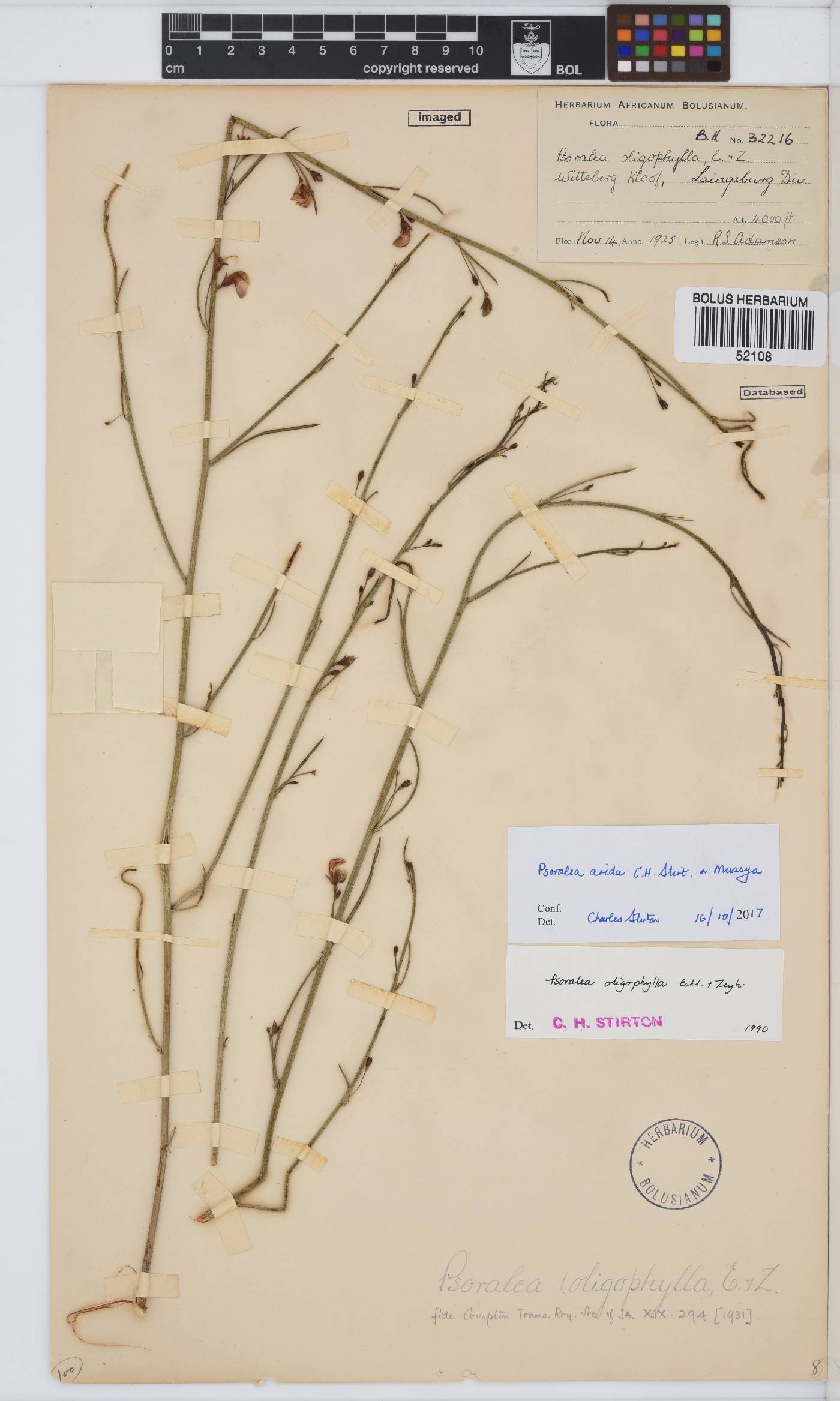 Psoralea tsuiensis image