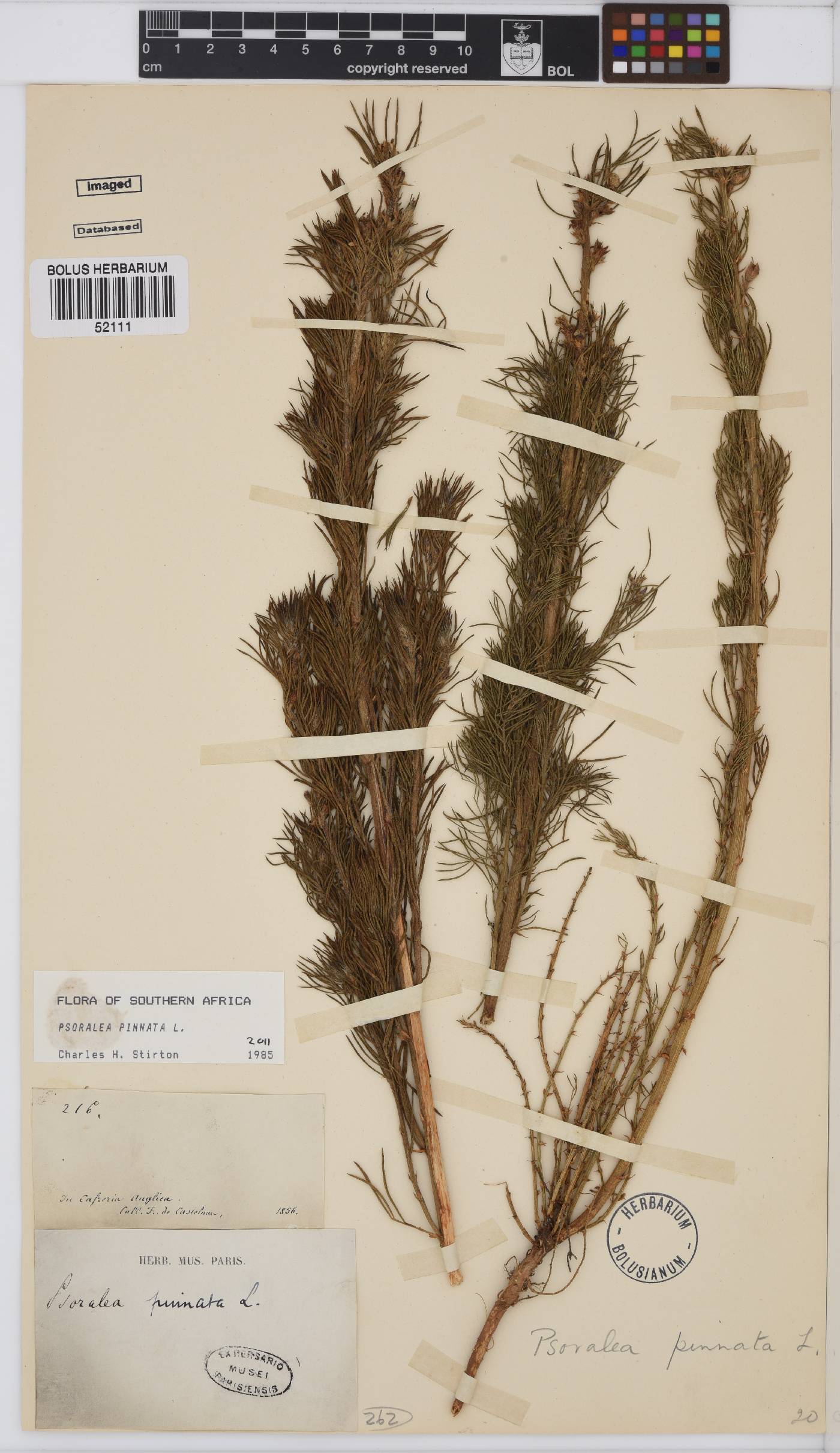 Psoralea pinnata image