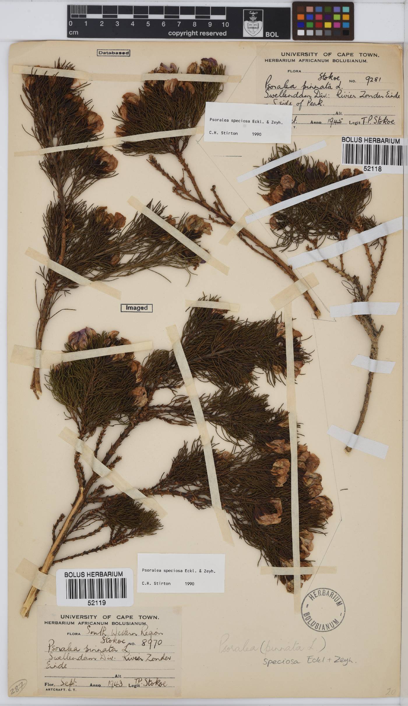 Psoralea speciosa image