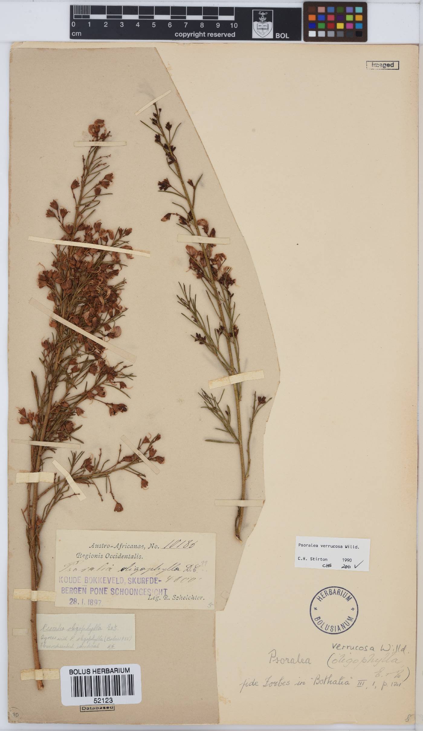 Psoralea speciosa image