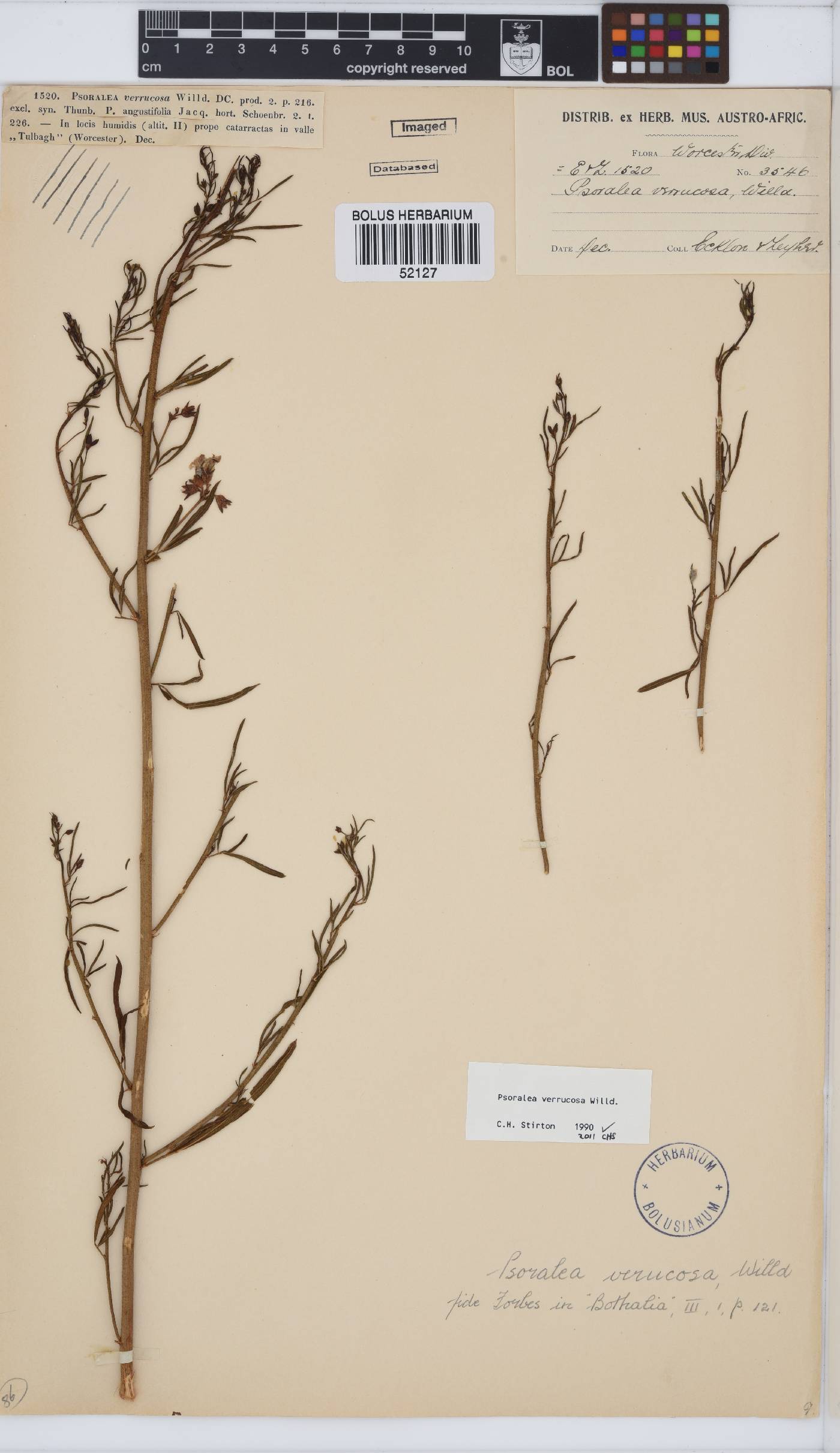 Psoralea verrucosa image