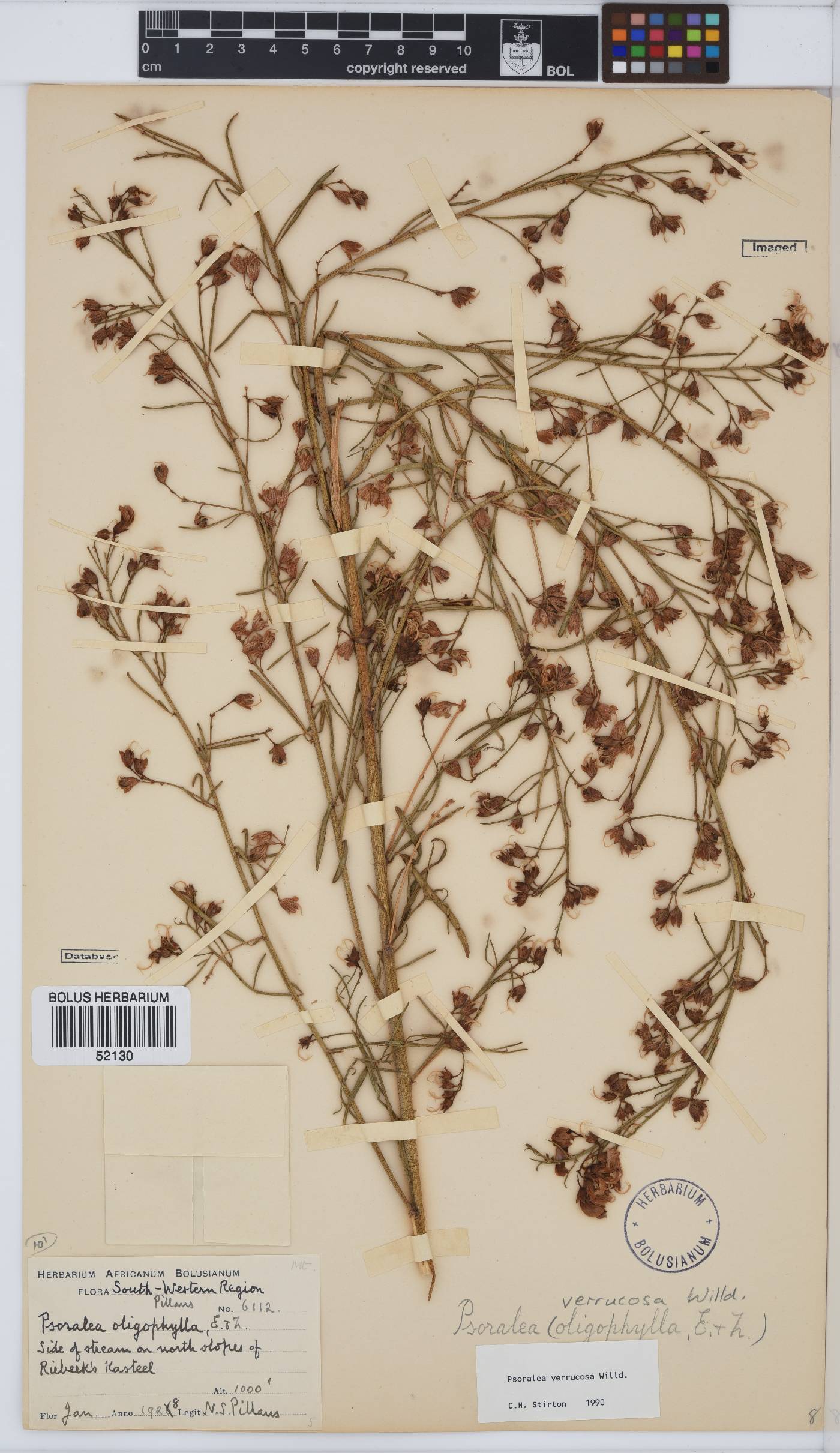 Psoralea verrucosa image