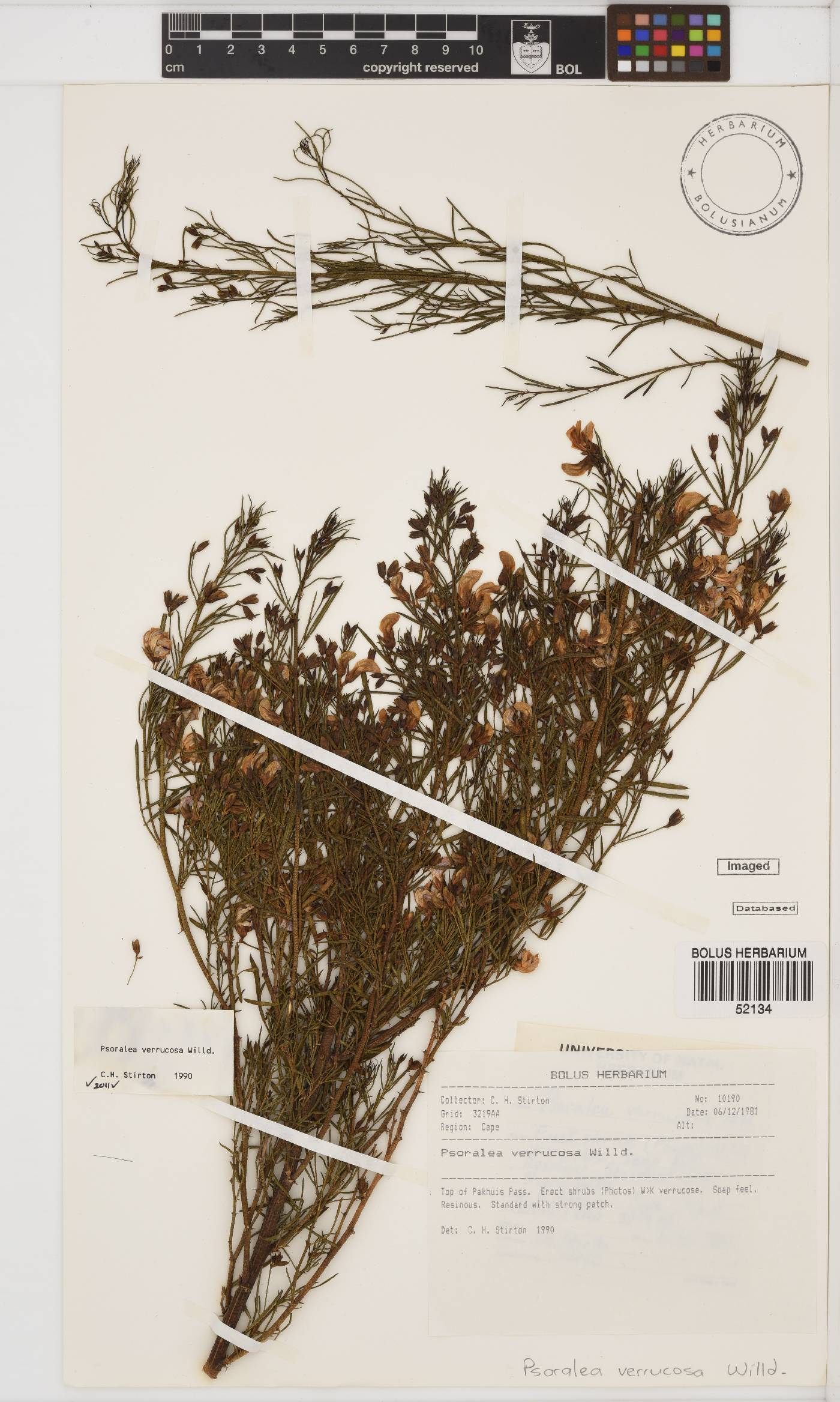 Psoralea verrucosa image