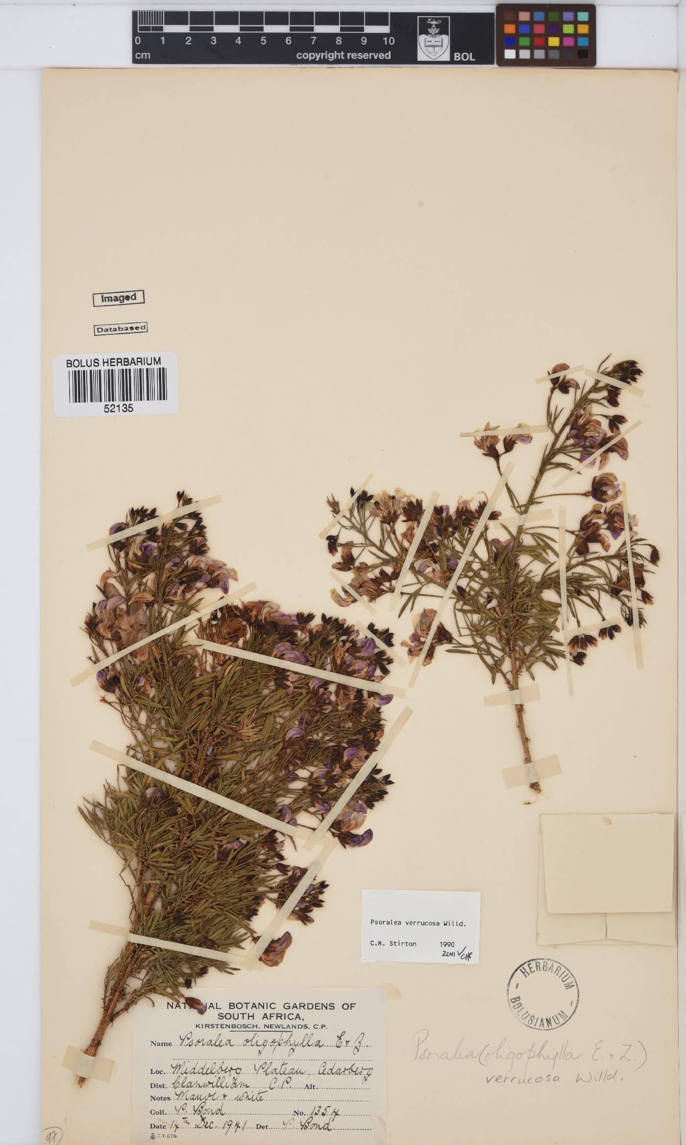 Psoralea verrucosa image