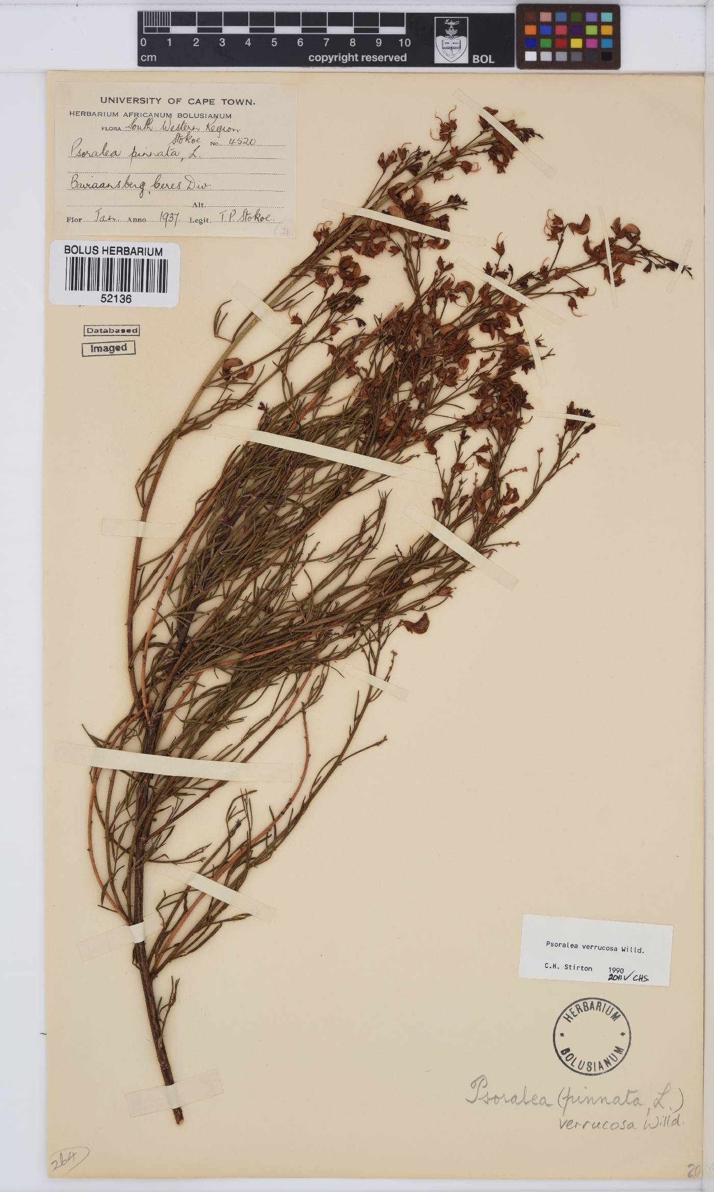 Psoralea verrucosa image