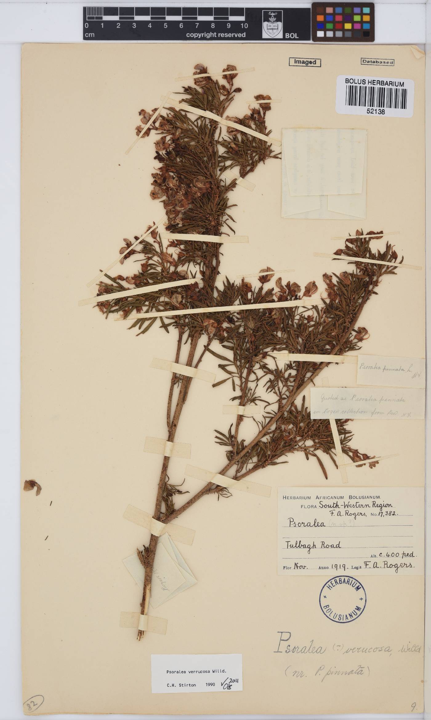 Psoralea verrucosa image