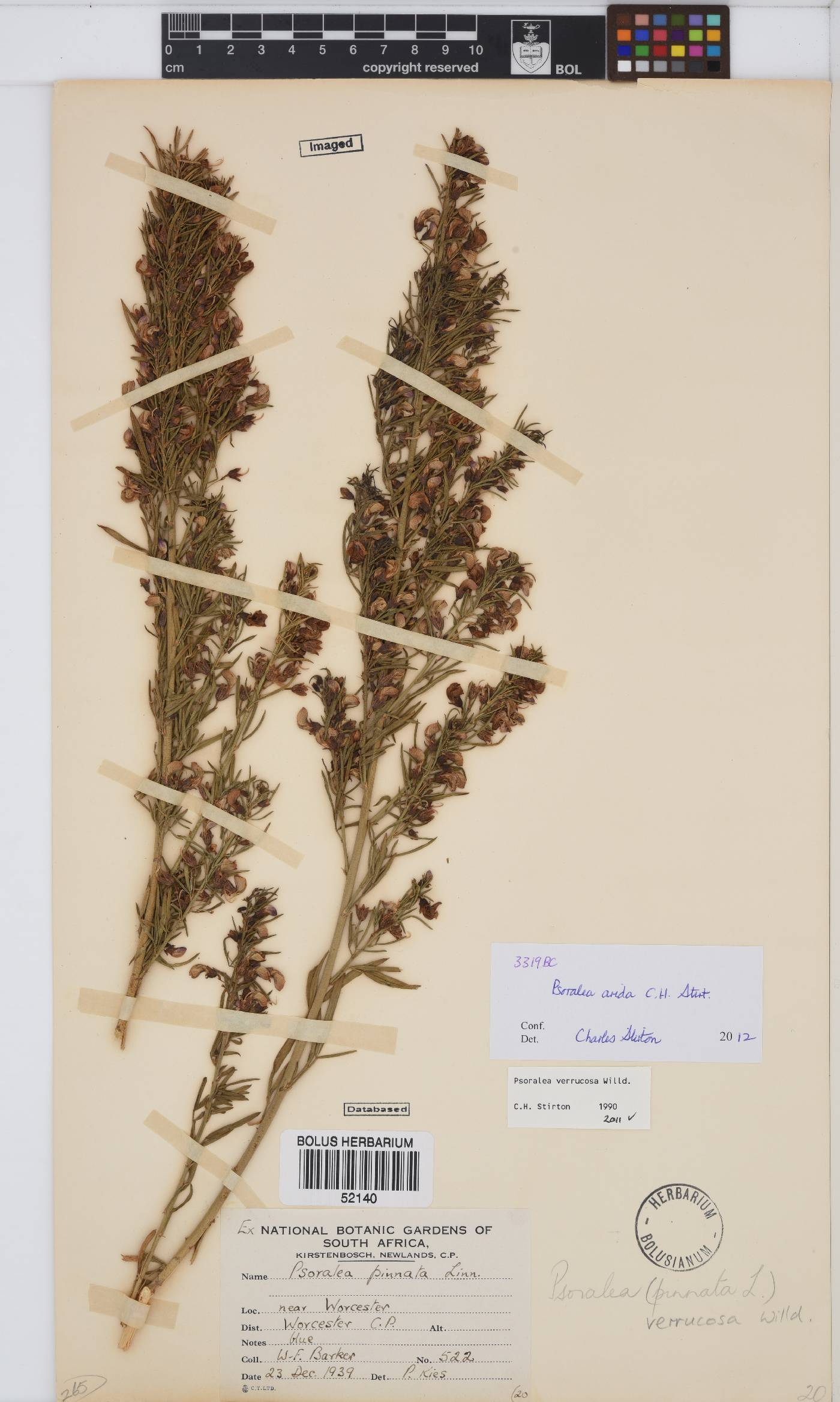 Psoralea tsuiensis image