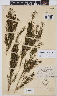 Psoralea azuroides image