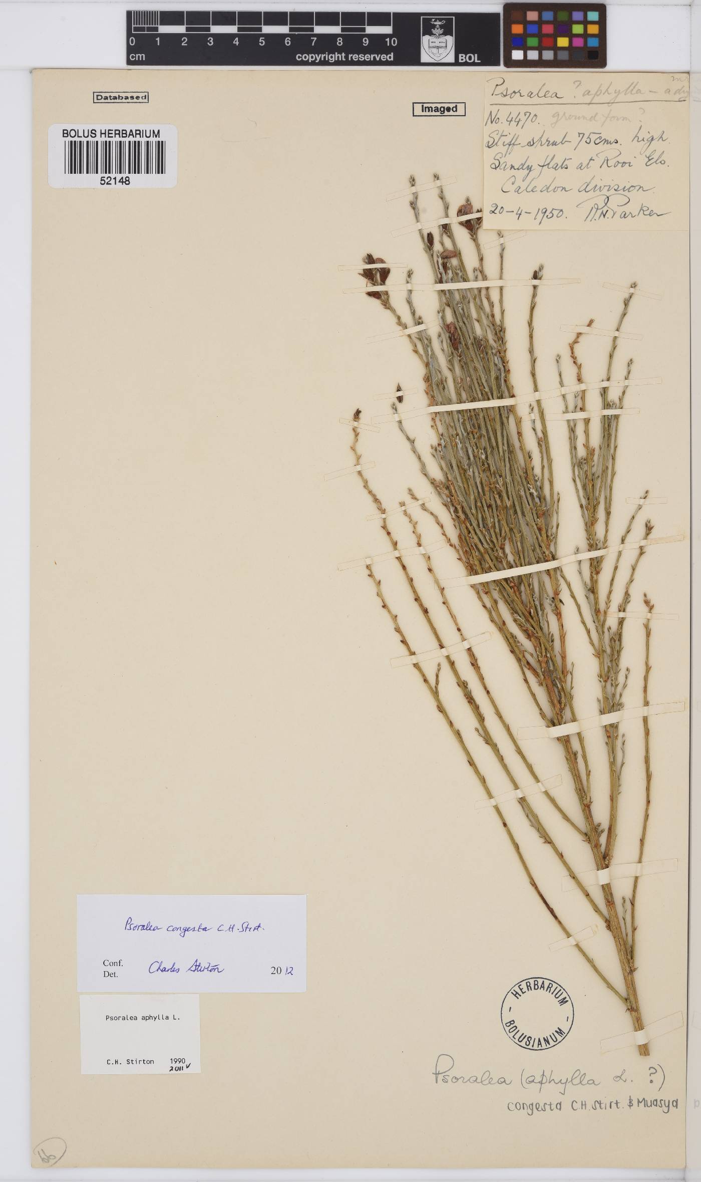 Psoralea congesta image