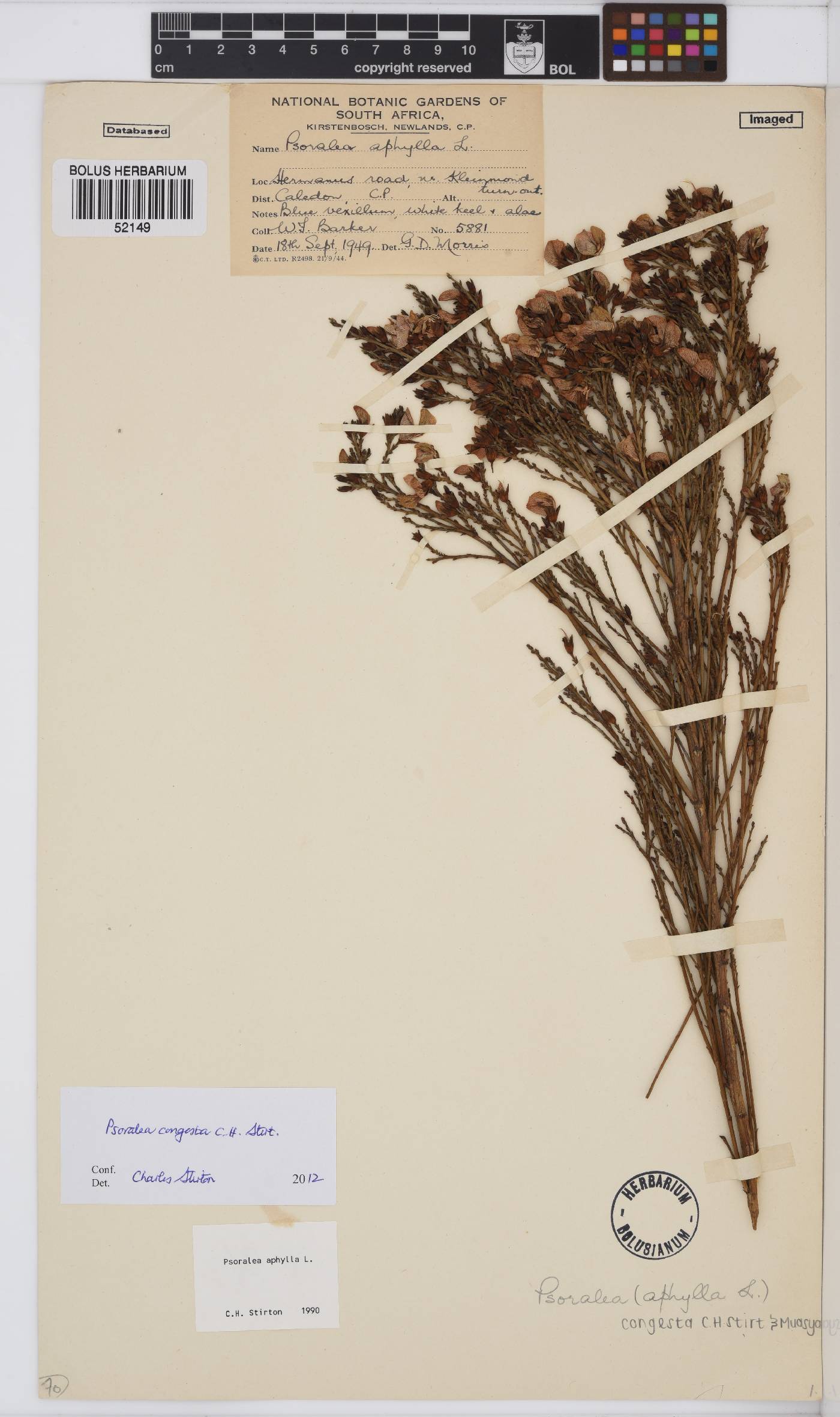 Psoralea congesta image