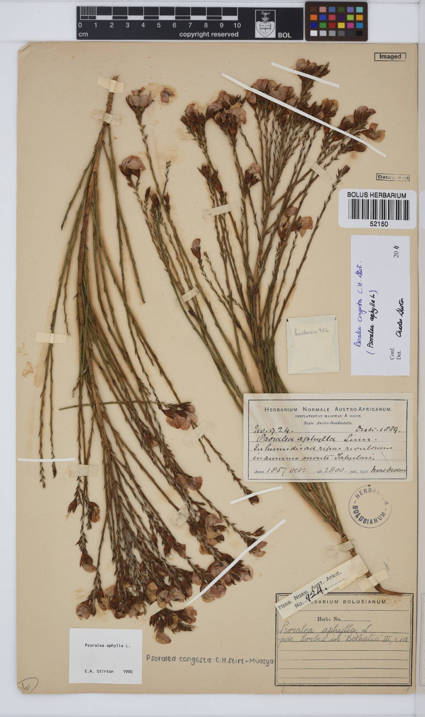 Psoralea congesta image