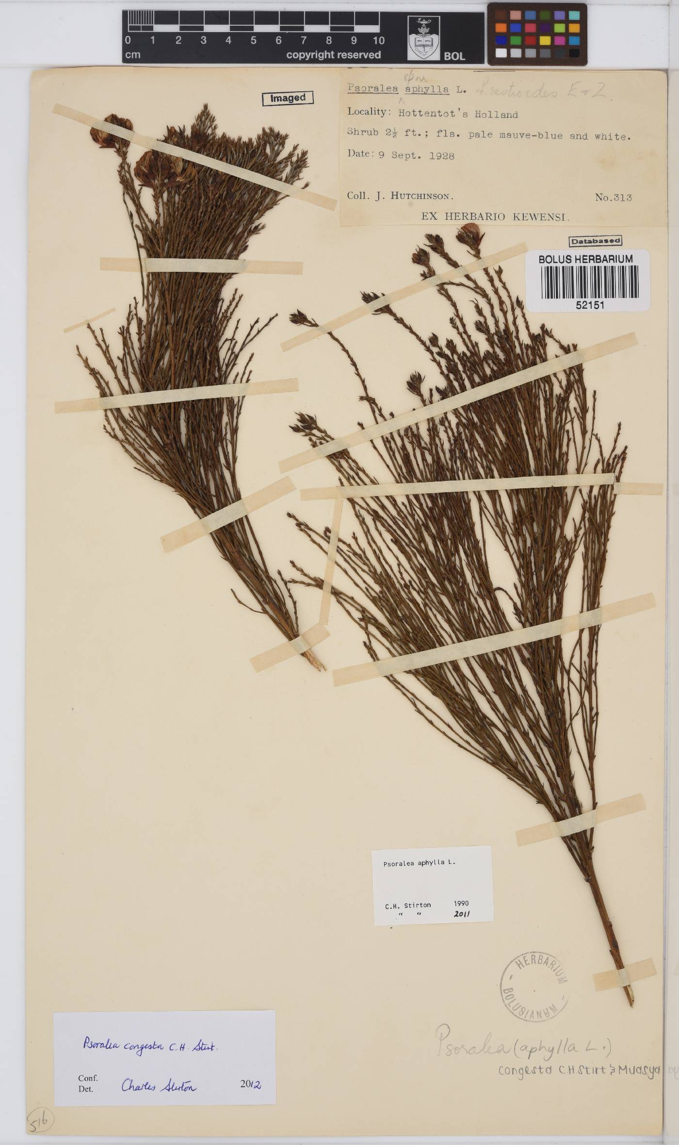 Psoralea congesta image