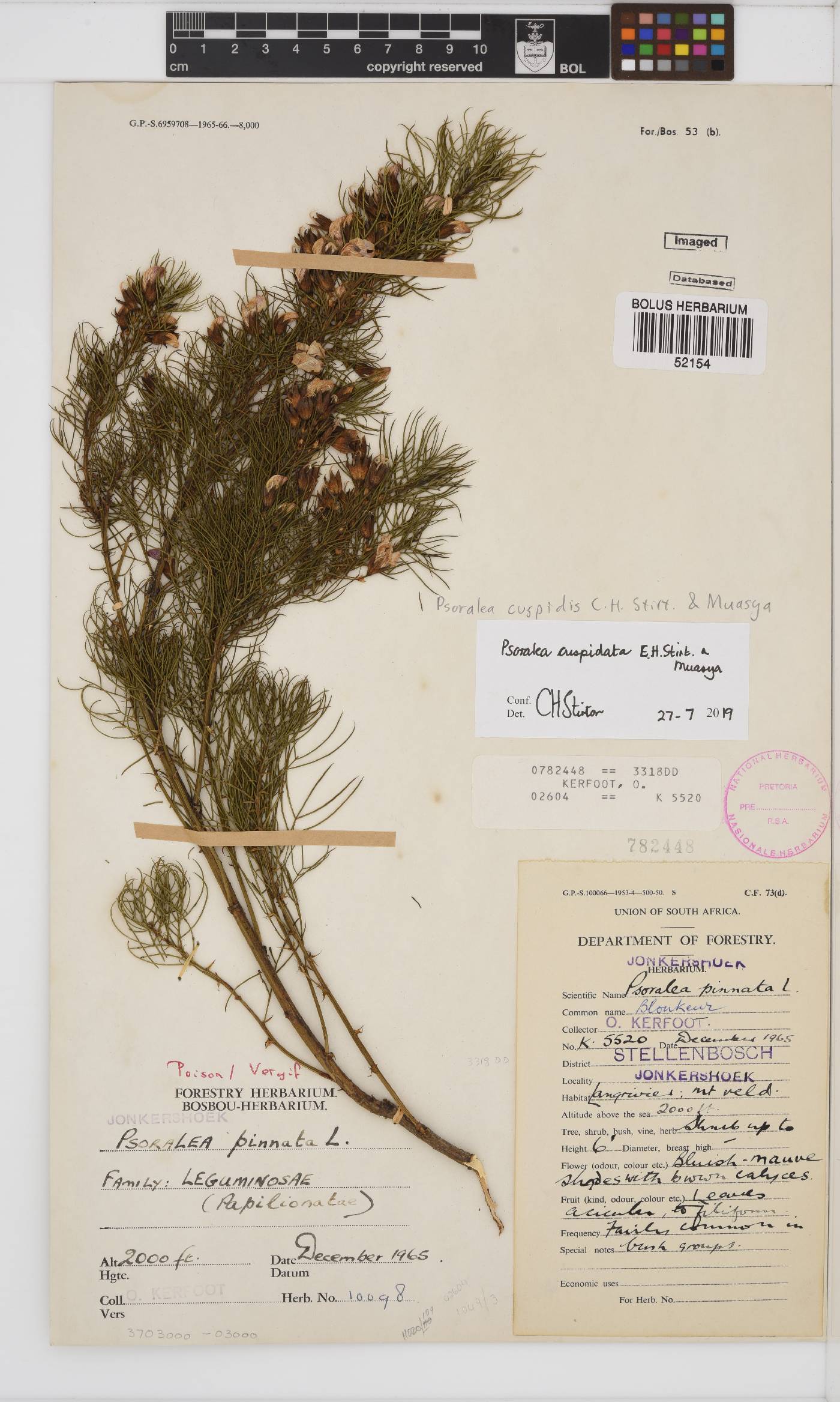 Psoralea cuspidis image