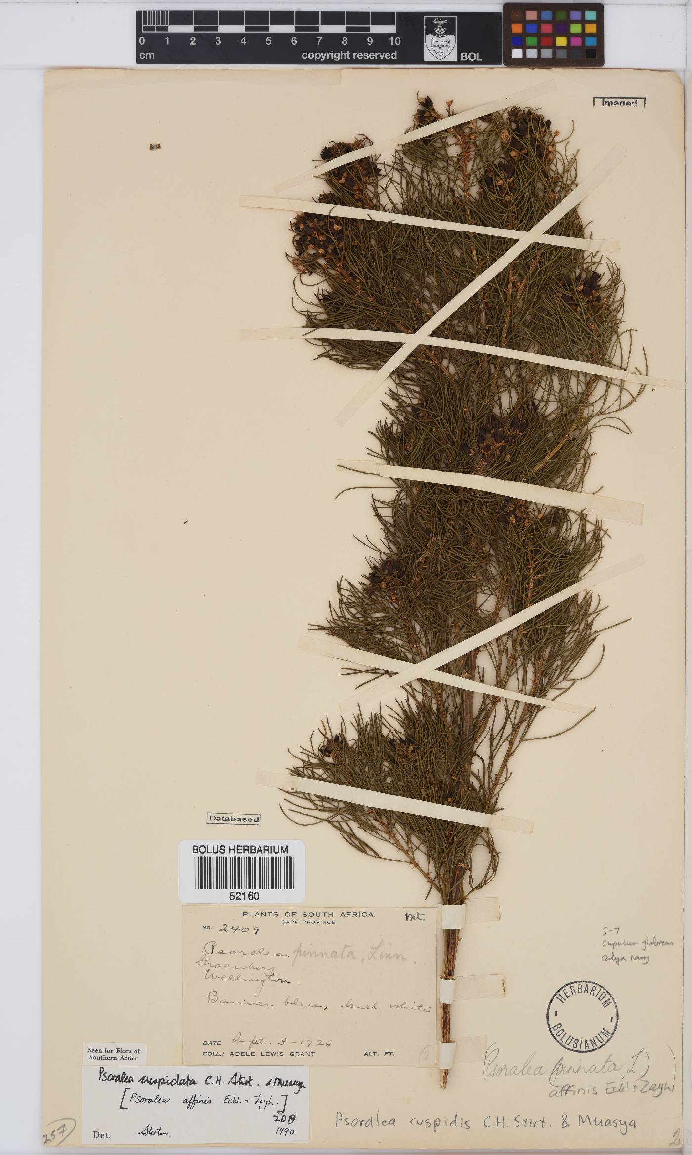 Psoralea cuspidis image