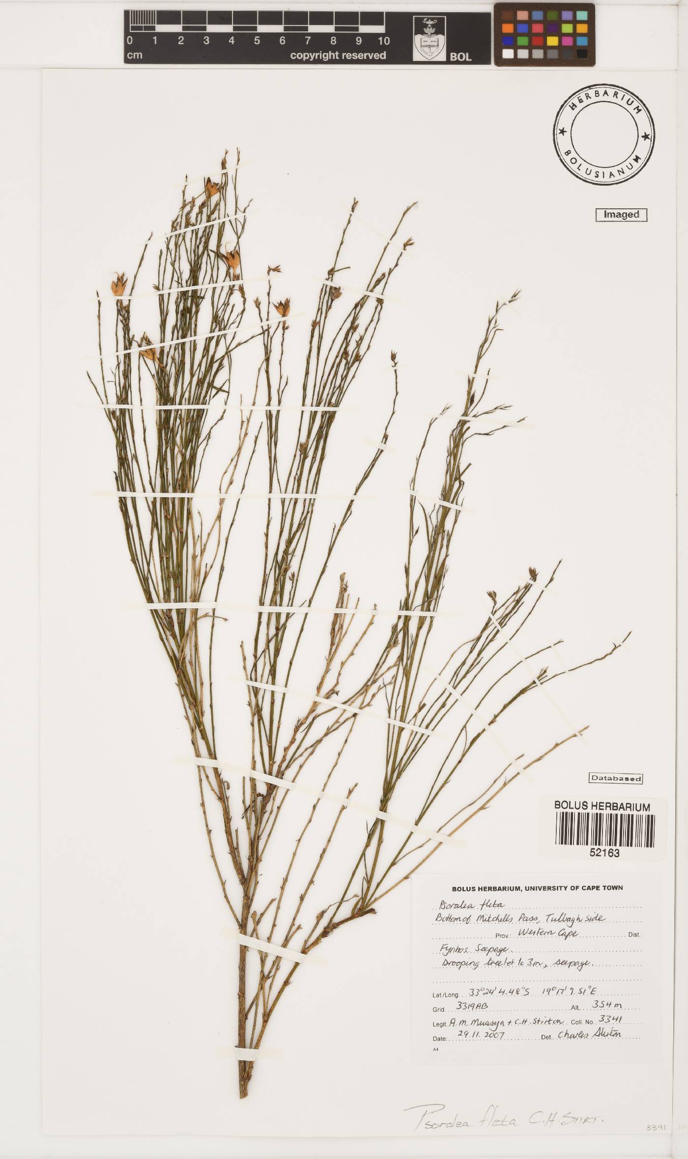 Psoralea alata image