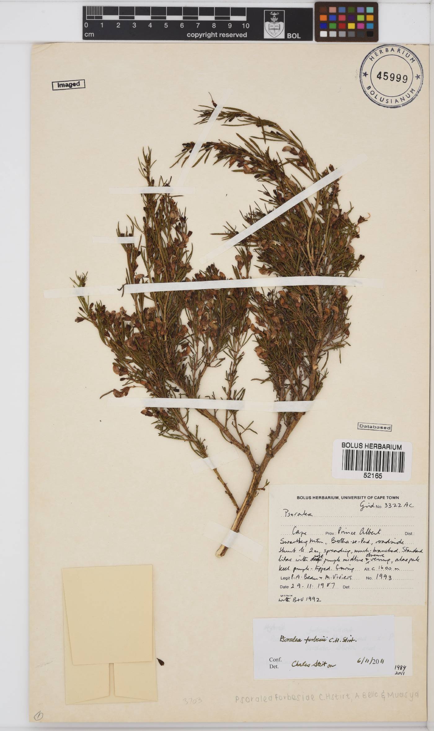 Psoralea forbesiae image
