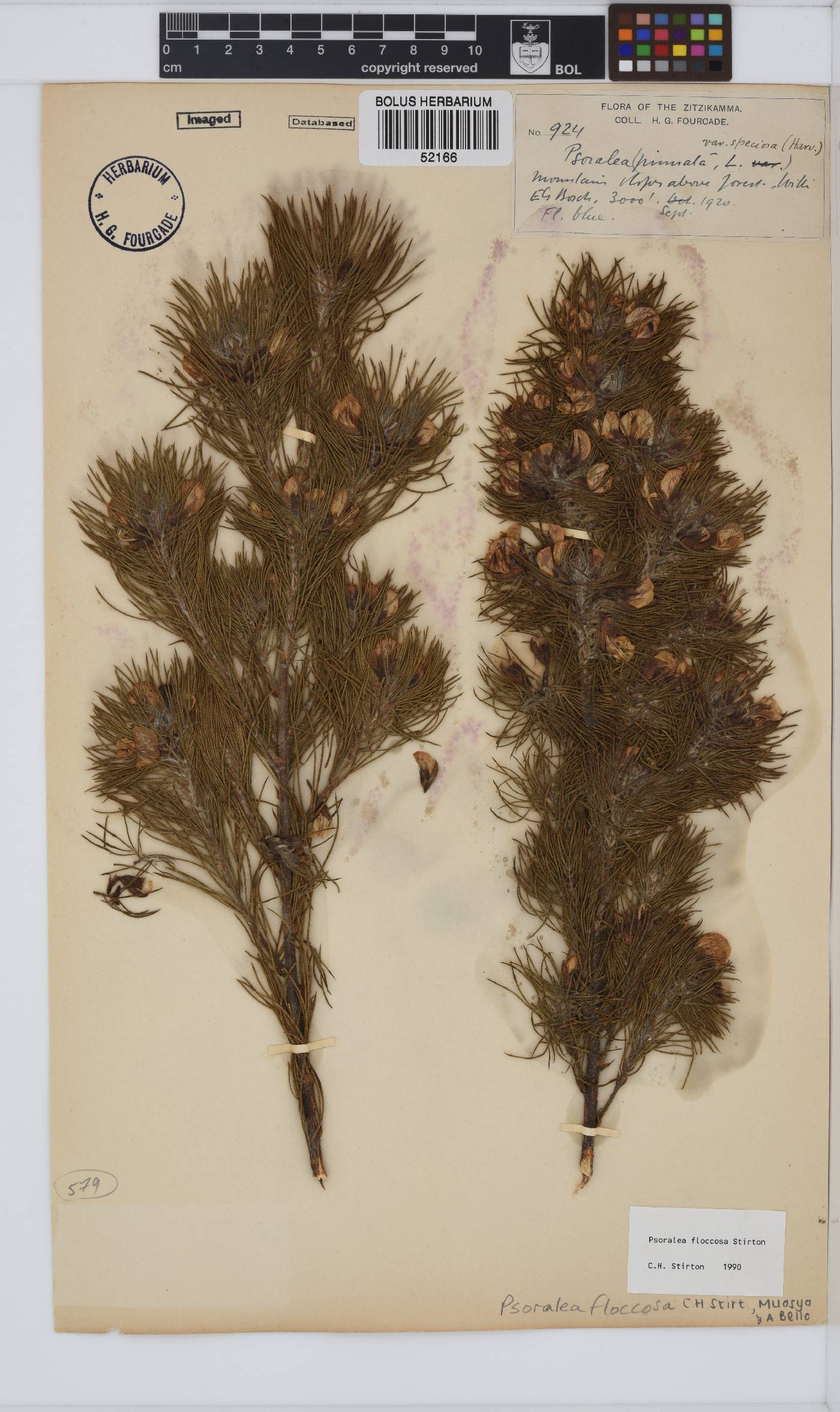Psoralea floccosa image
