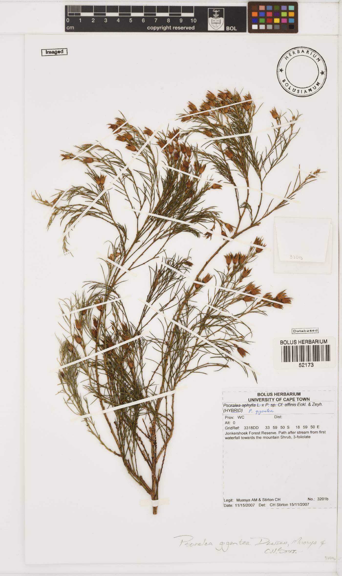 Psoralea gigantea image