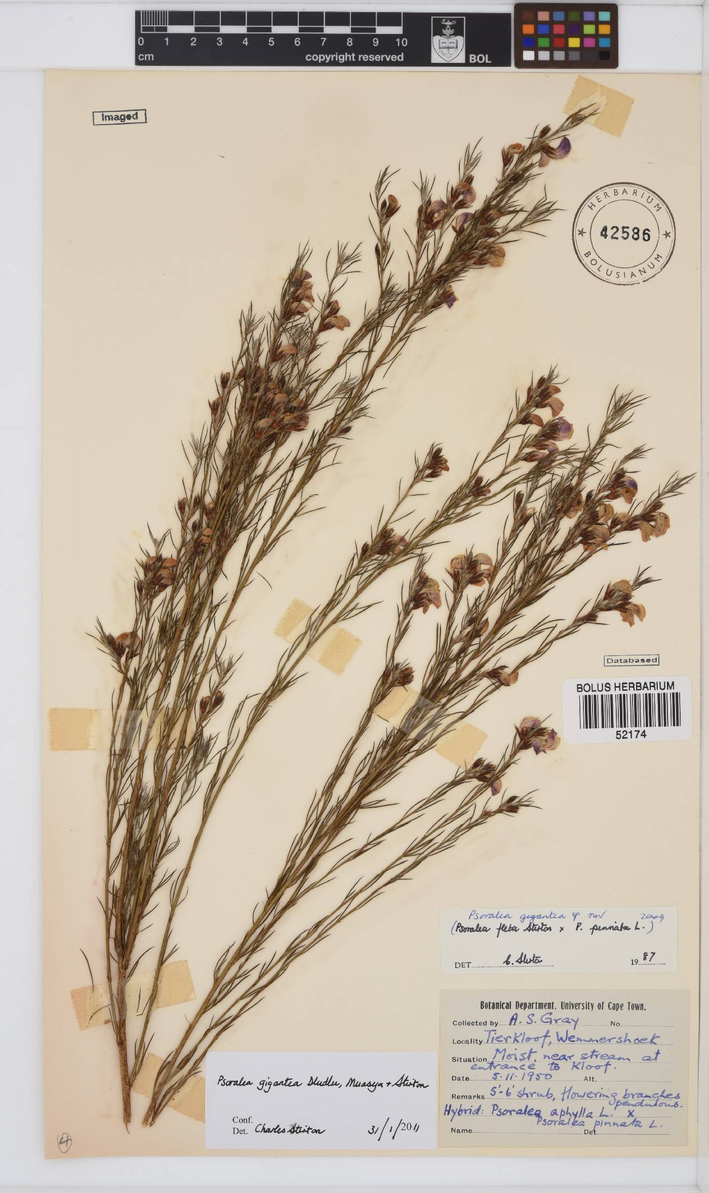 Psoralea gigantea image