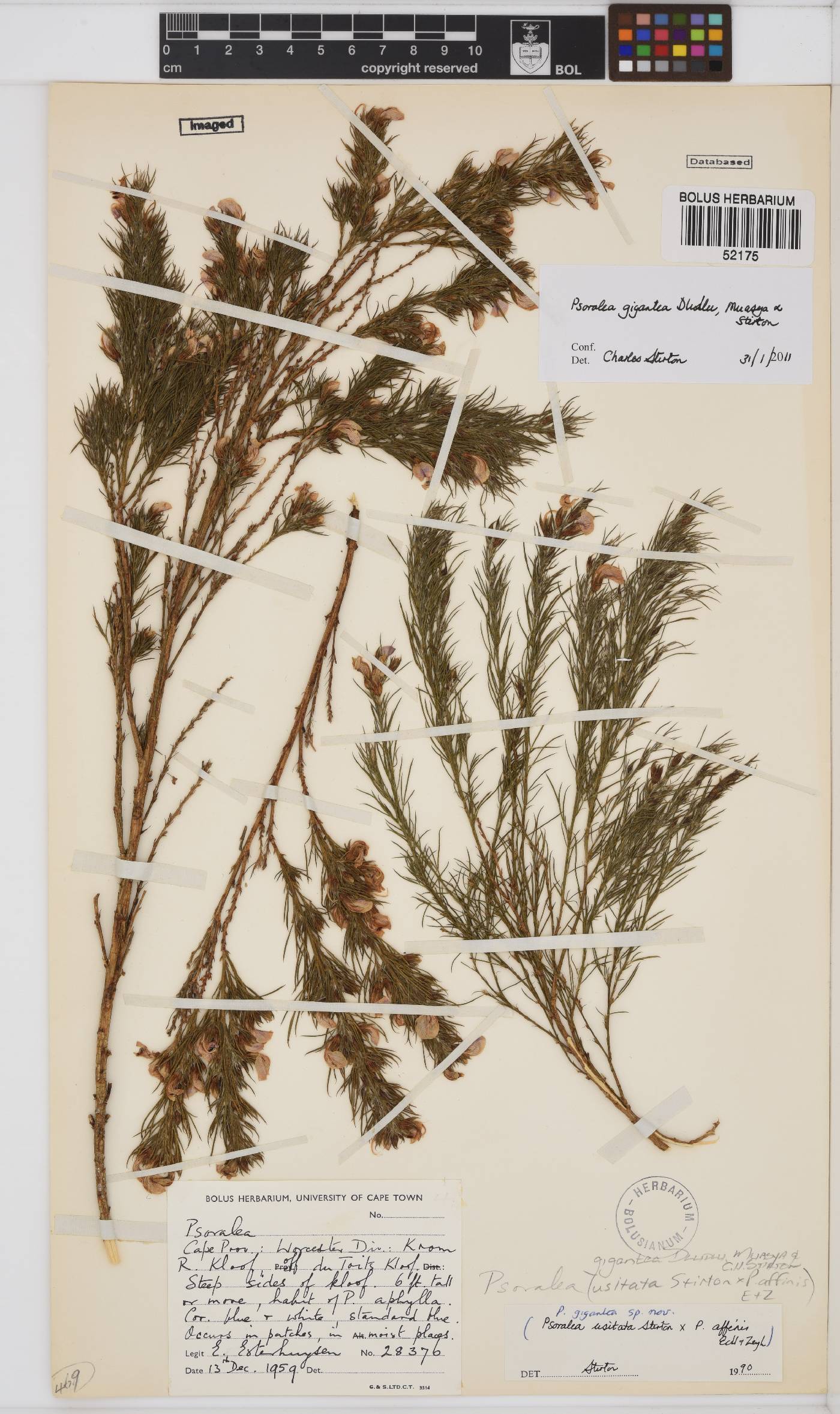 Psoralea gigantea image