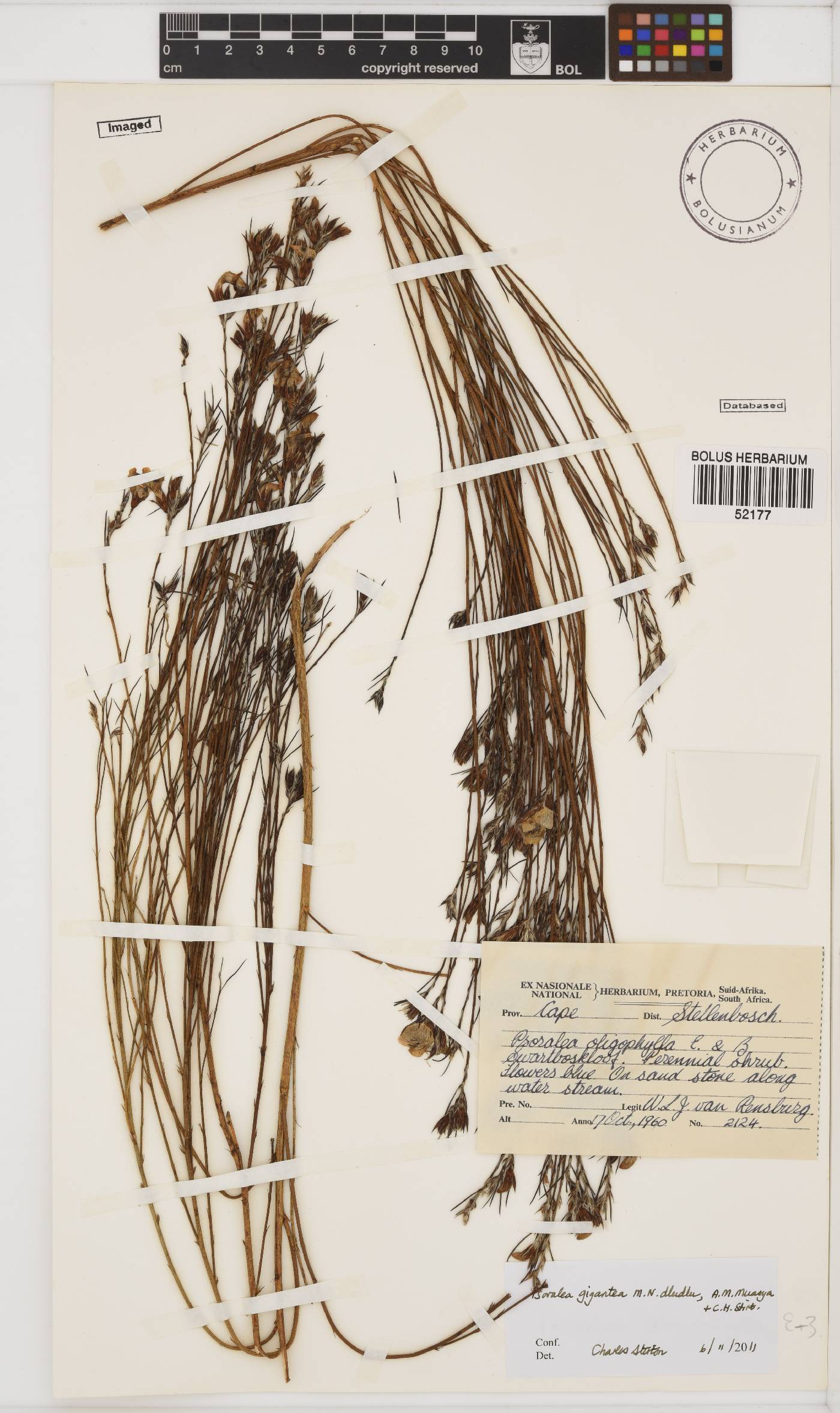 Psoralea gigantea image