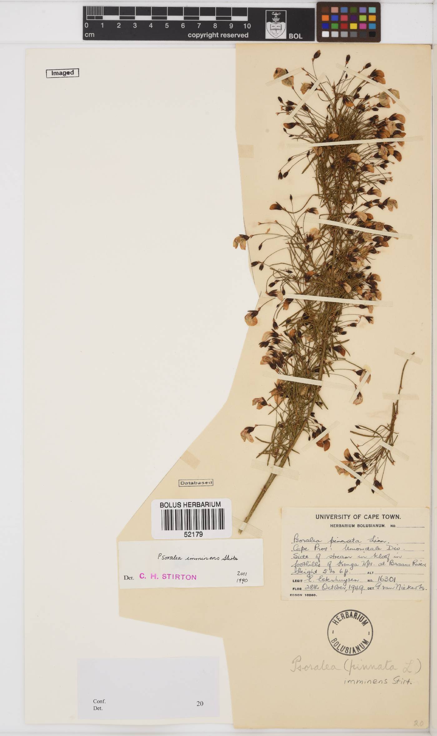 Psoralea imminens image